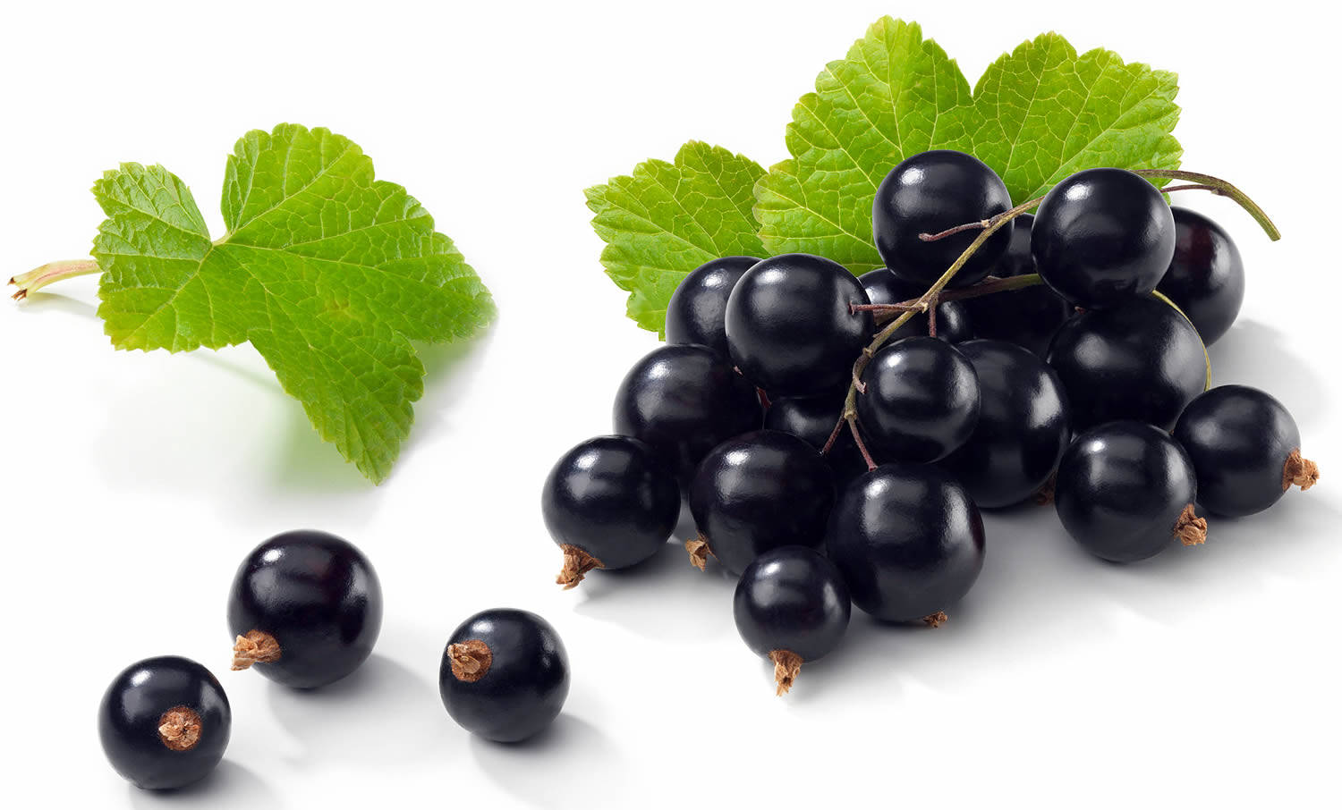 blackcurrant, vibrant green leaves, clean white background, HD Desktop Wallpaper