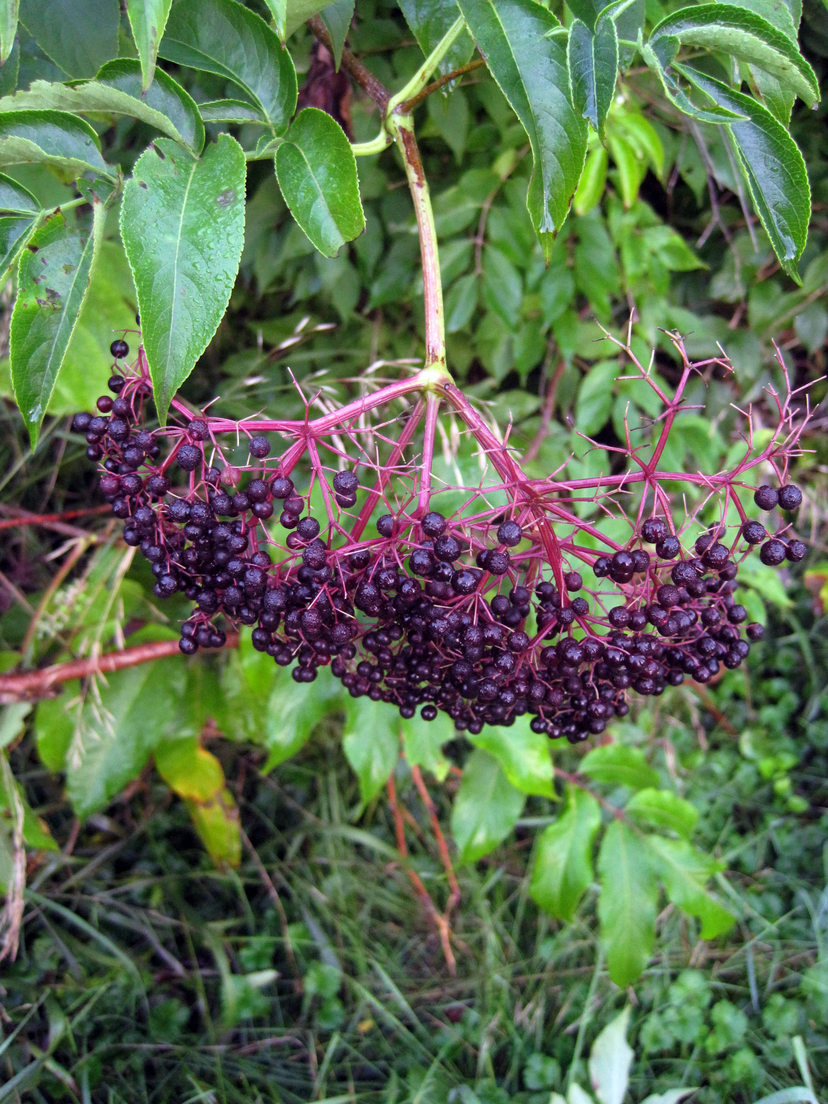 elderberry fruits, dark purple elderberries, vibrant green leafy branch, 2K Phone Wallpaper