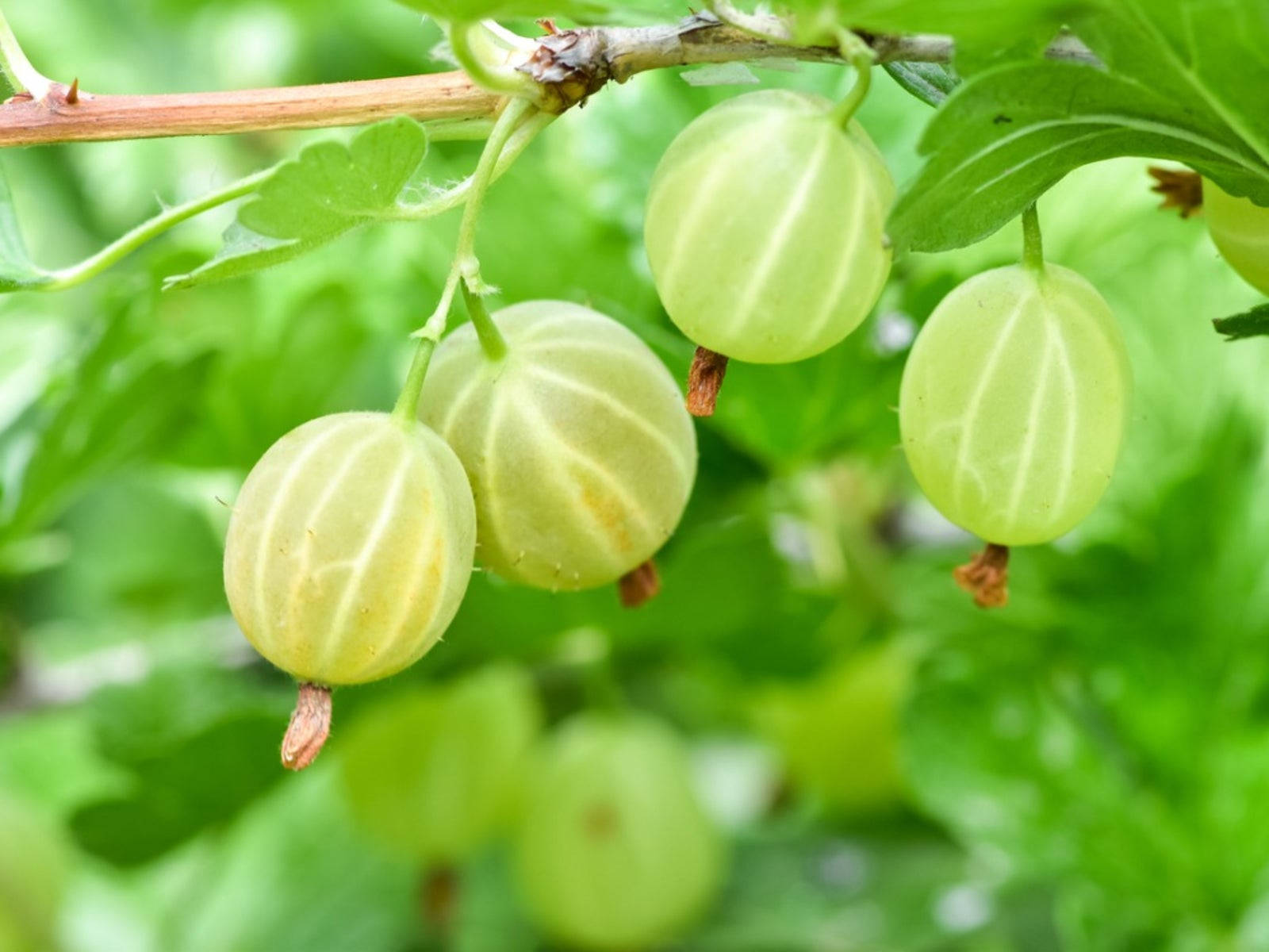 Burpee Gooseberry Amla Fruit, gooseberries, branch, HD Desktop Wallpaper