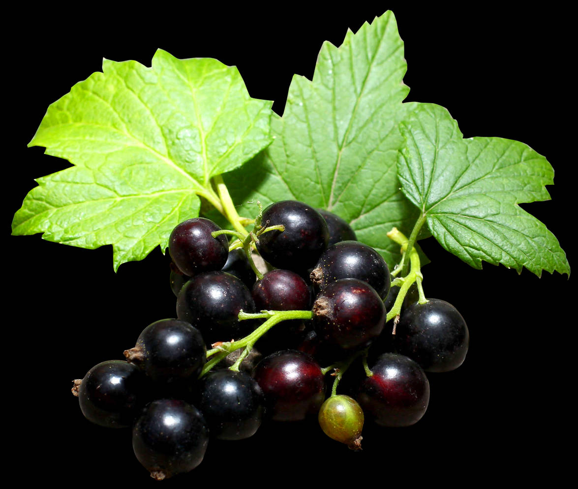 blackcurrant, glossy, vibrant green leaves, SD Desktop Wallpaper