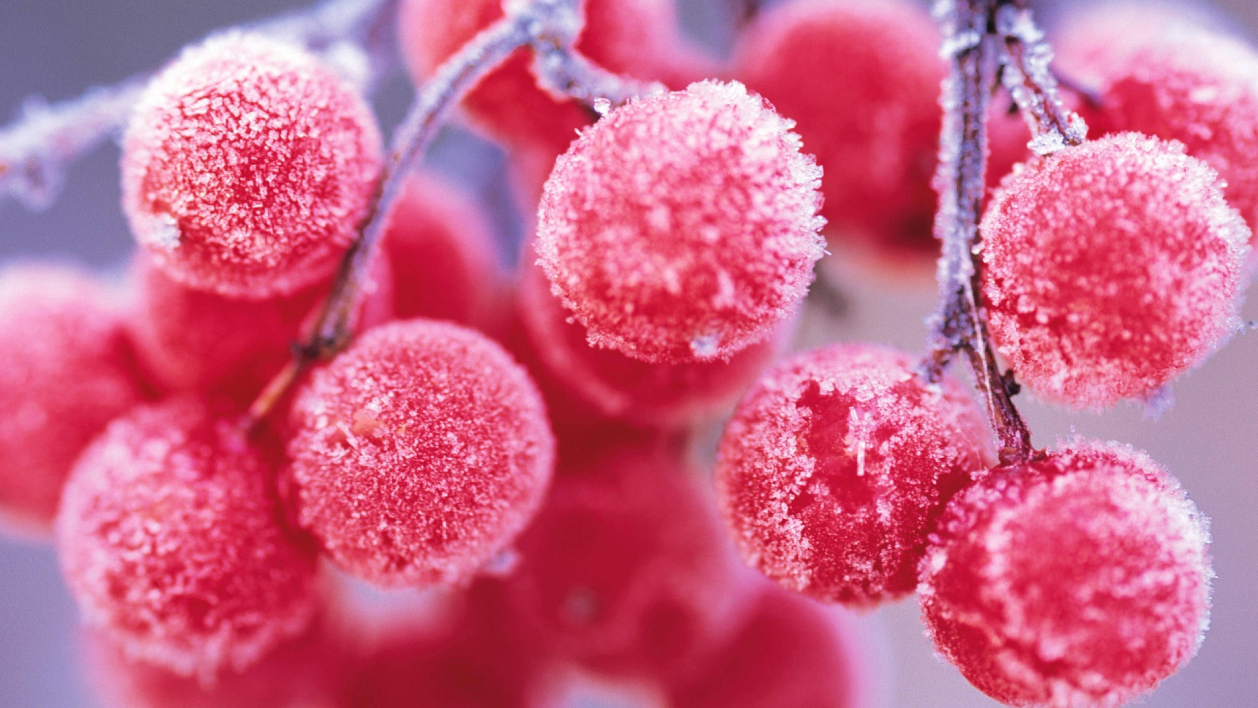 frozen red berries, frost-covered red berries, branch, 2K Desktop Wallpaper