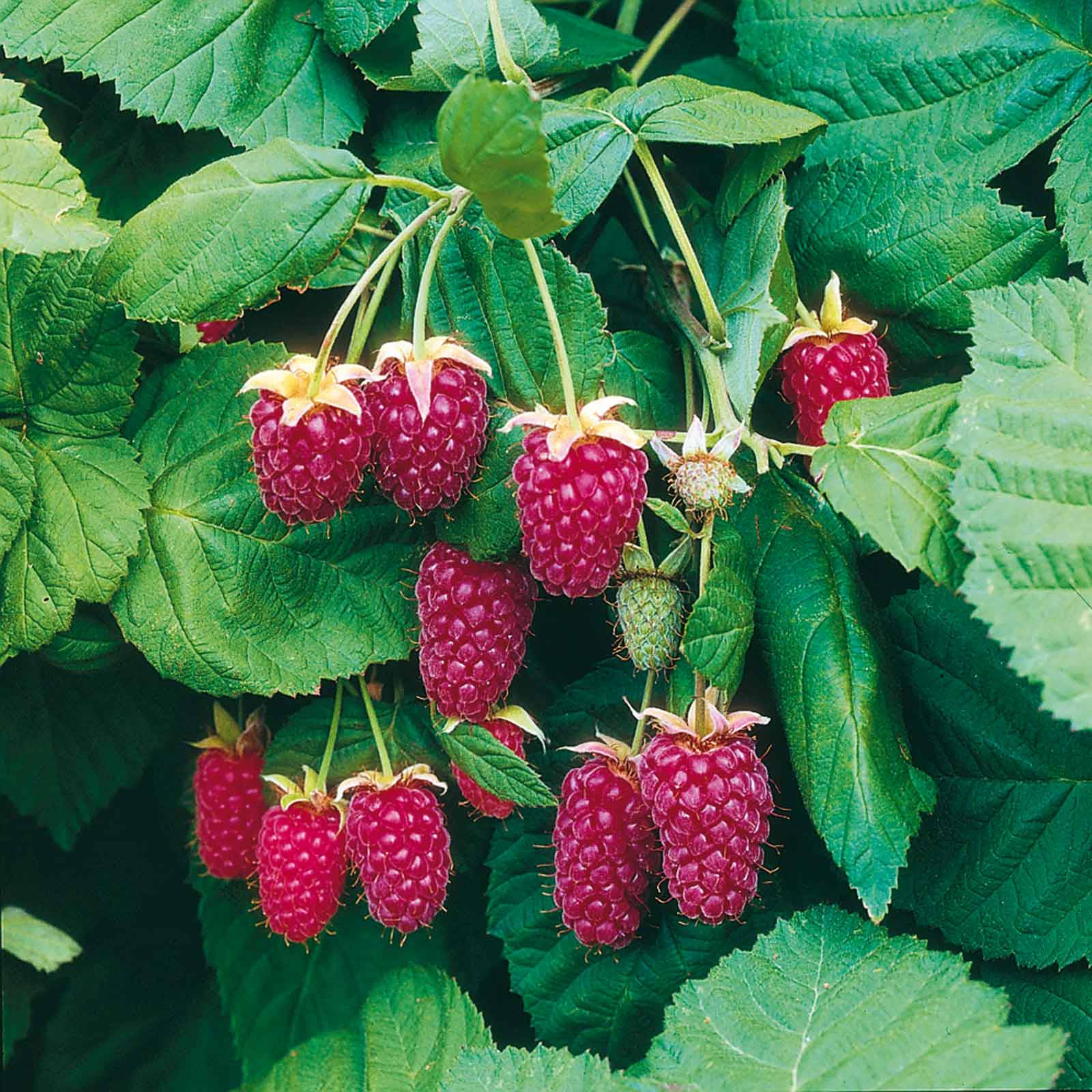 purple loganberries, clusters, lush green leaves, HD Desktop Wallpaper