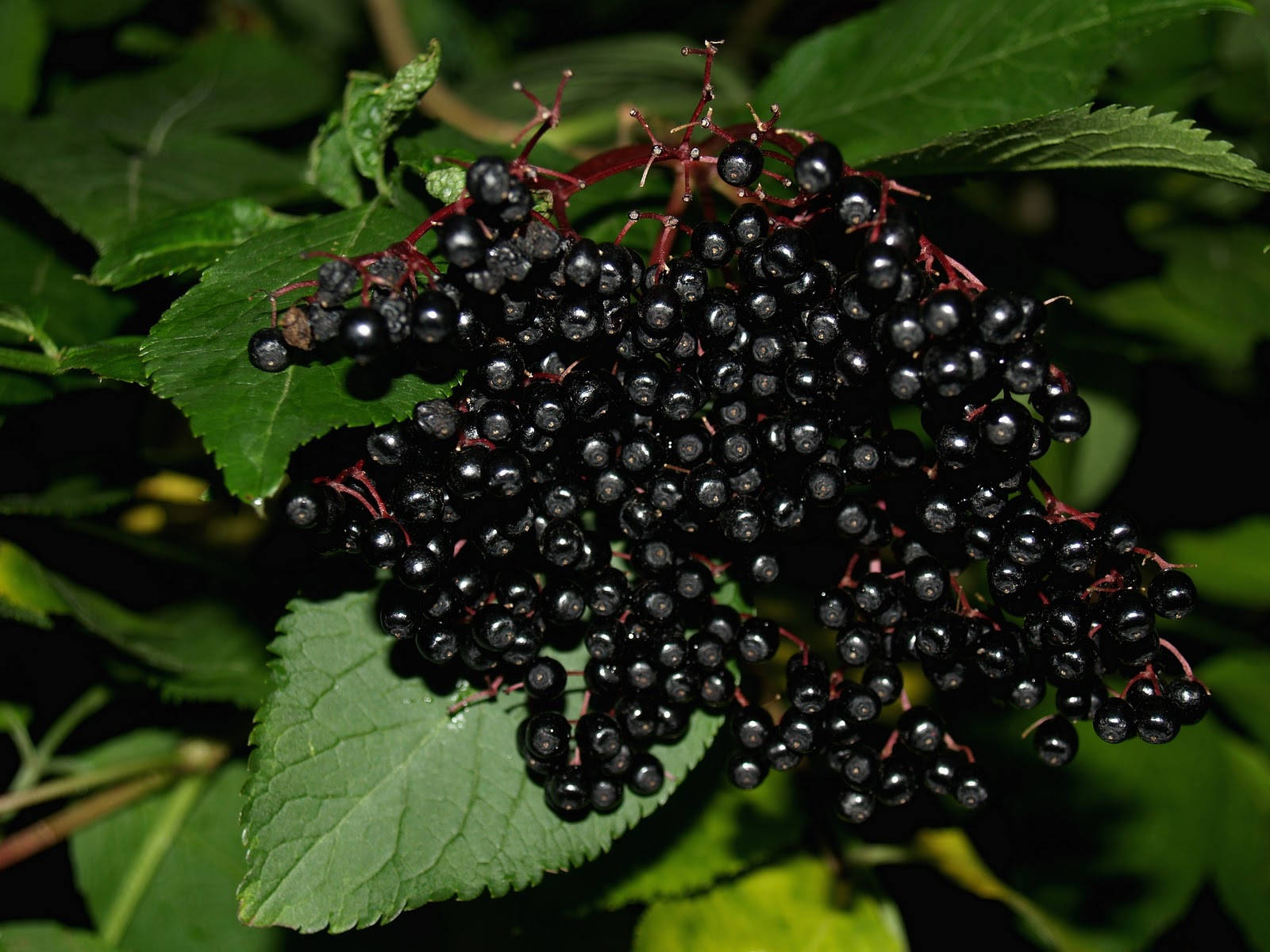 purple elderberry fruits, glossy black elderberries, vibrant green leaves, HD Desktop Wallpaper
