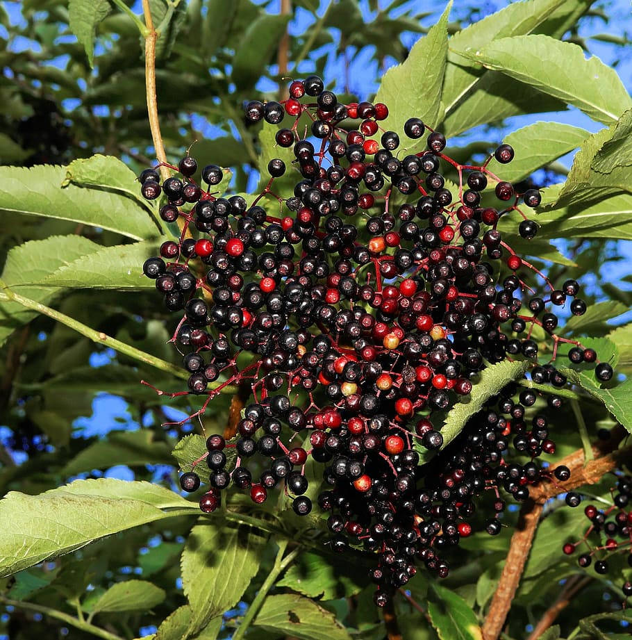 elderberry, deep purple, red, SD Phone Wallpaper