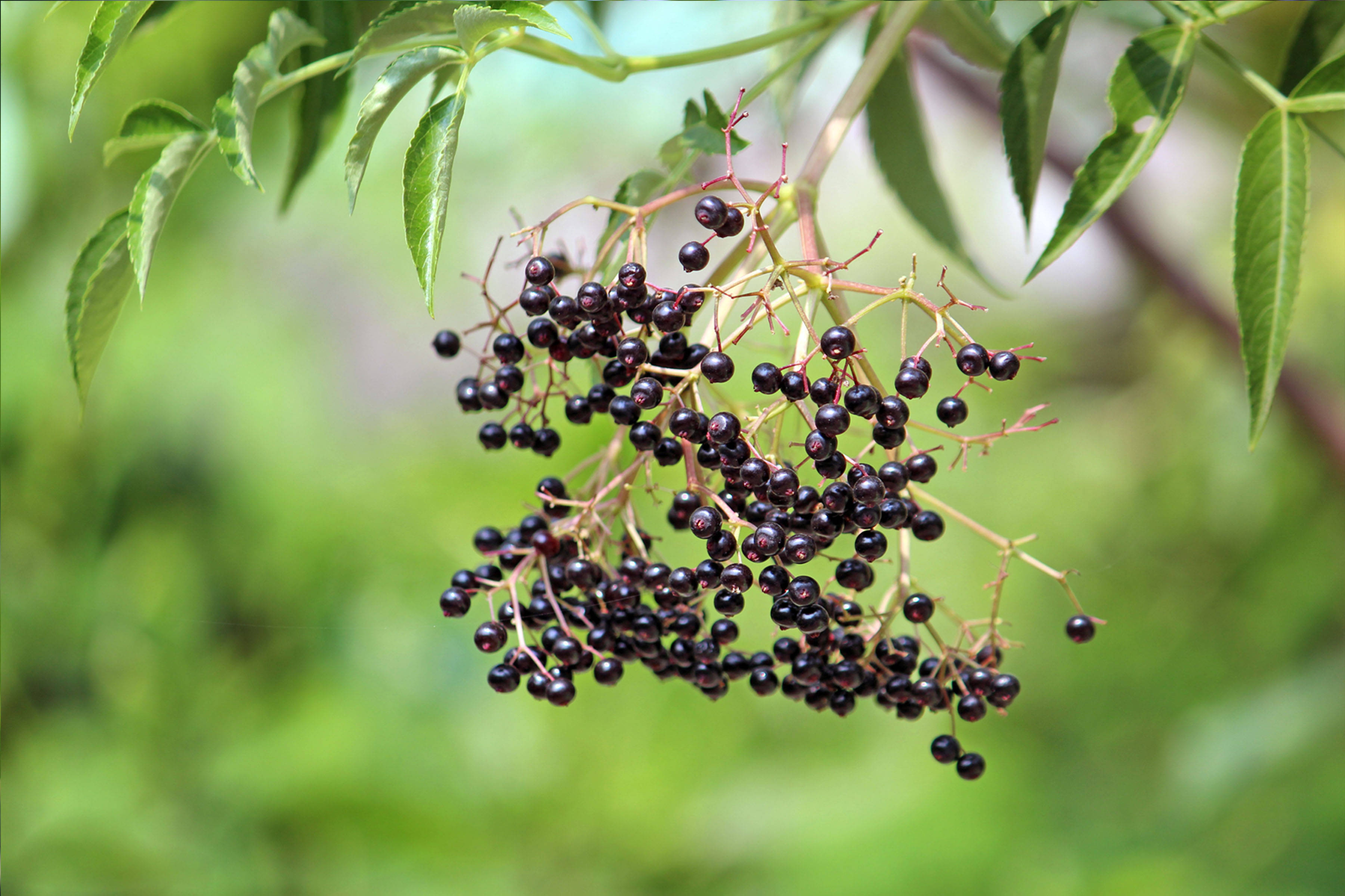 elderberry, purple, hanging, 2K Desktop Wallpaper