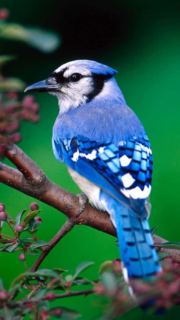 blue jay, branch, green foliage, SD Phone Wallpaper