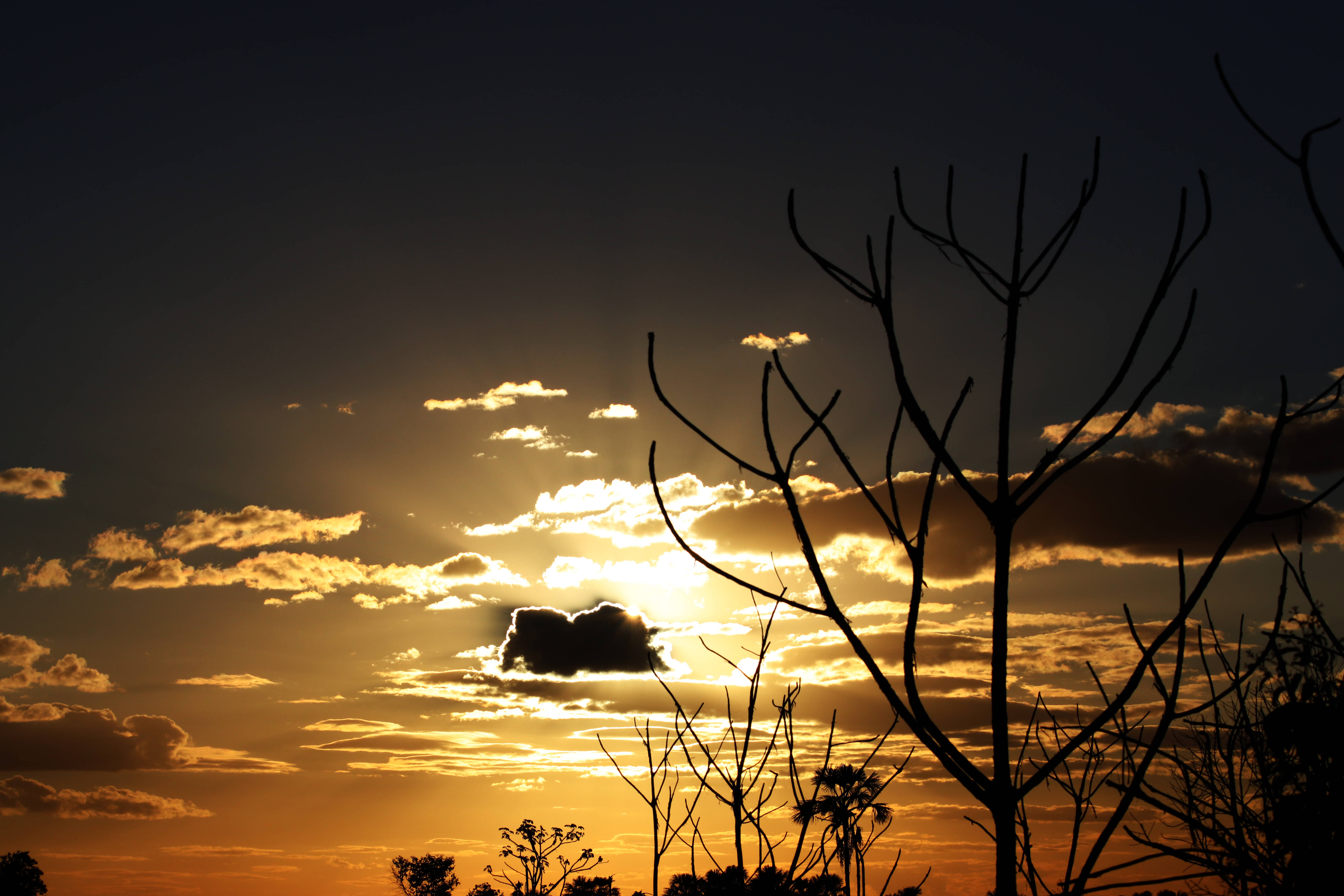 golden hour, sunset, bare tree branches, 5K Desktop Wallpaper