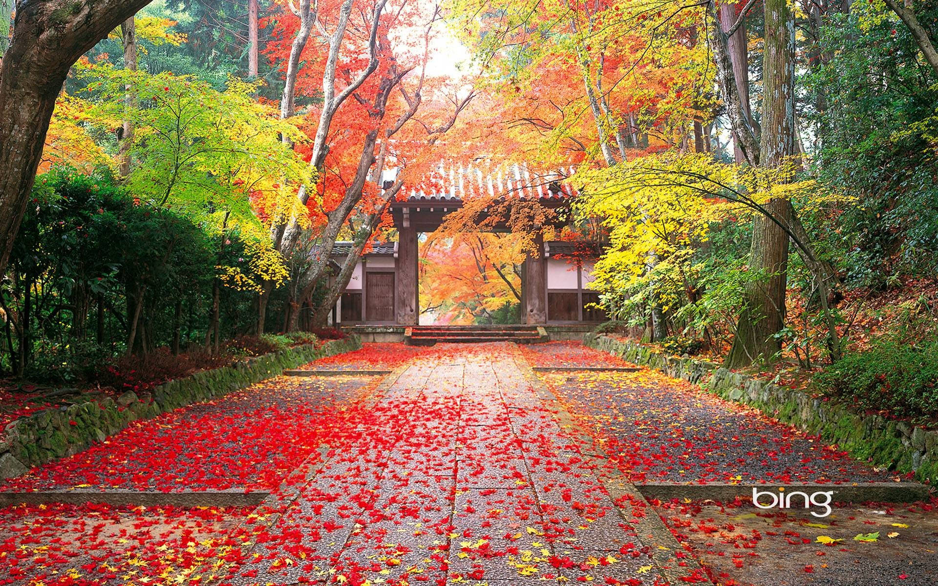 stone path, vibrant red autumn leaves, traditional wooden gate, Full HD Desktop Wallpaper