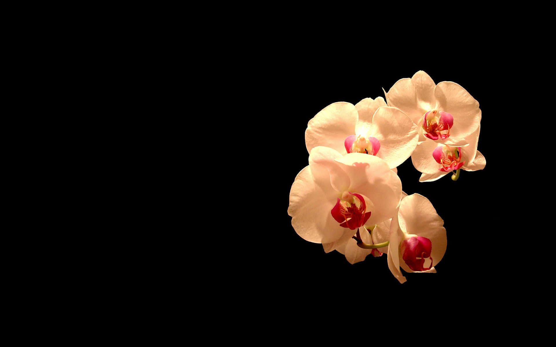 pale orchids, deep pink centers, stark black background, Full HD Desktop Wallpaper