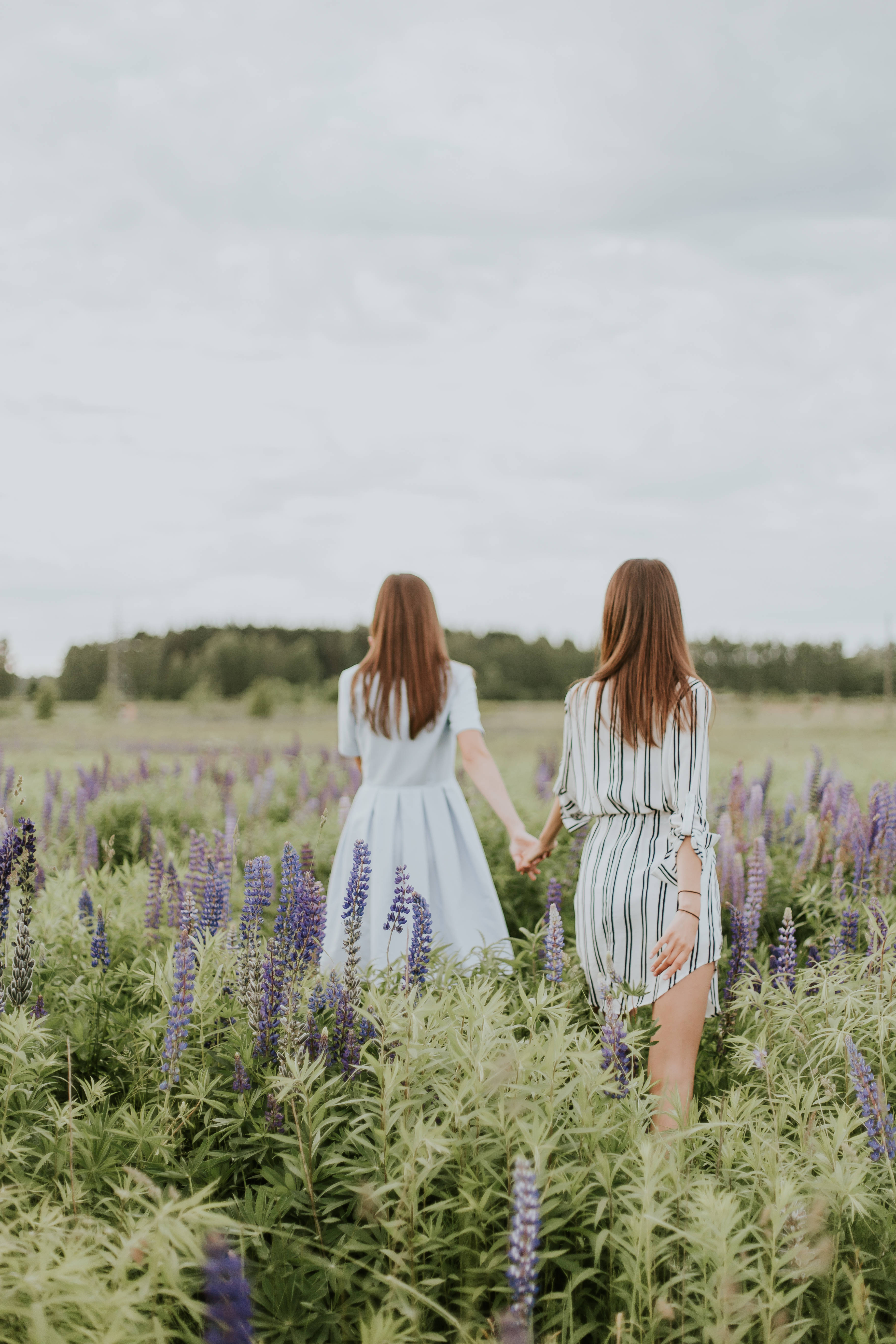 lavender field, purple lupine flowers, overcast sky, 5K Phone Wallpaper