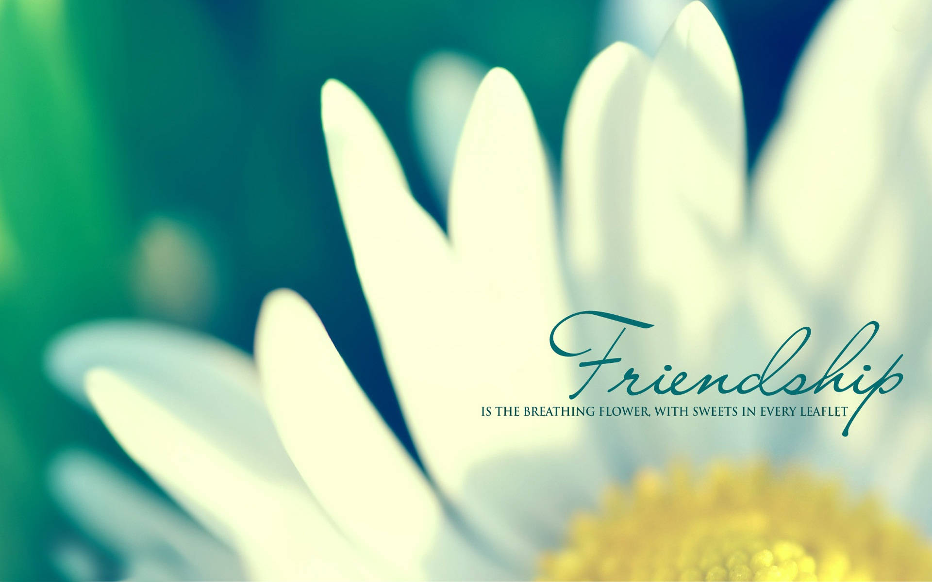 white daisy, yellow center, blurred green background, Full HD Desktop Wallpaper