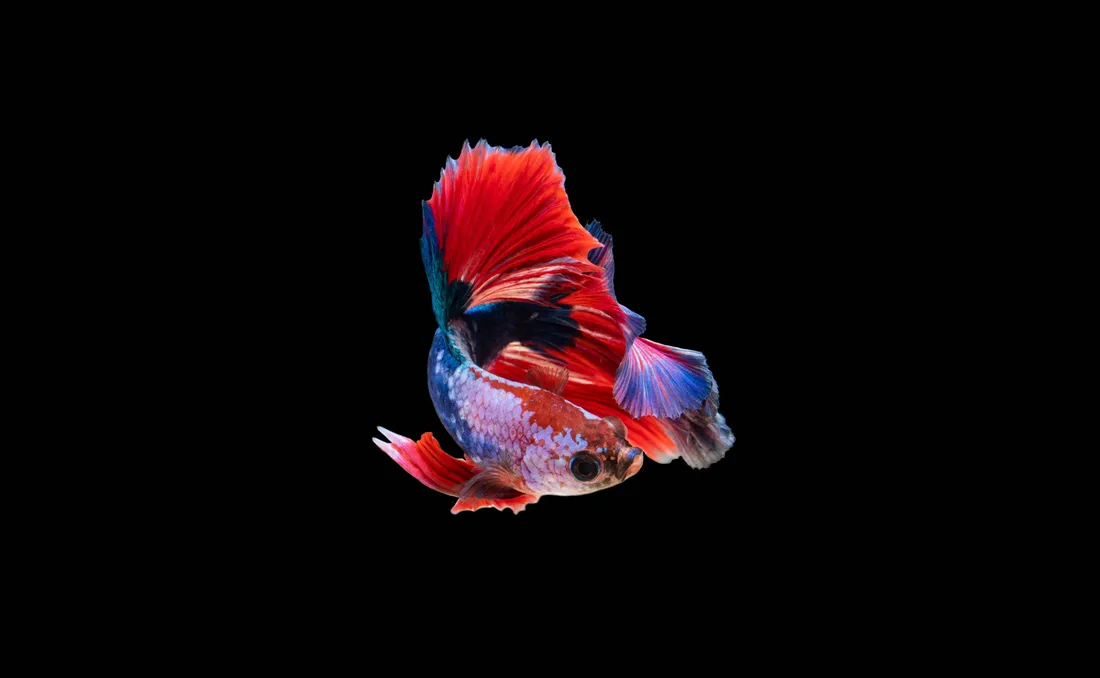 Betta Fish Wallpapers
