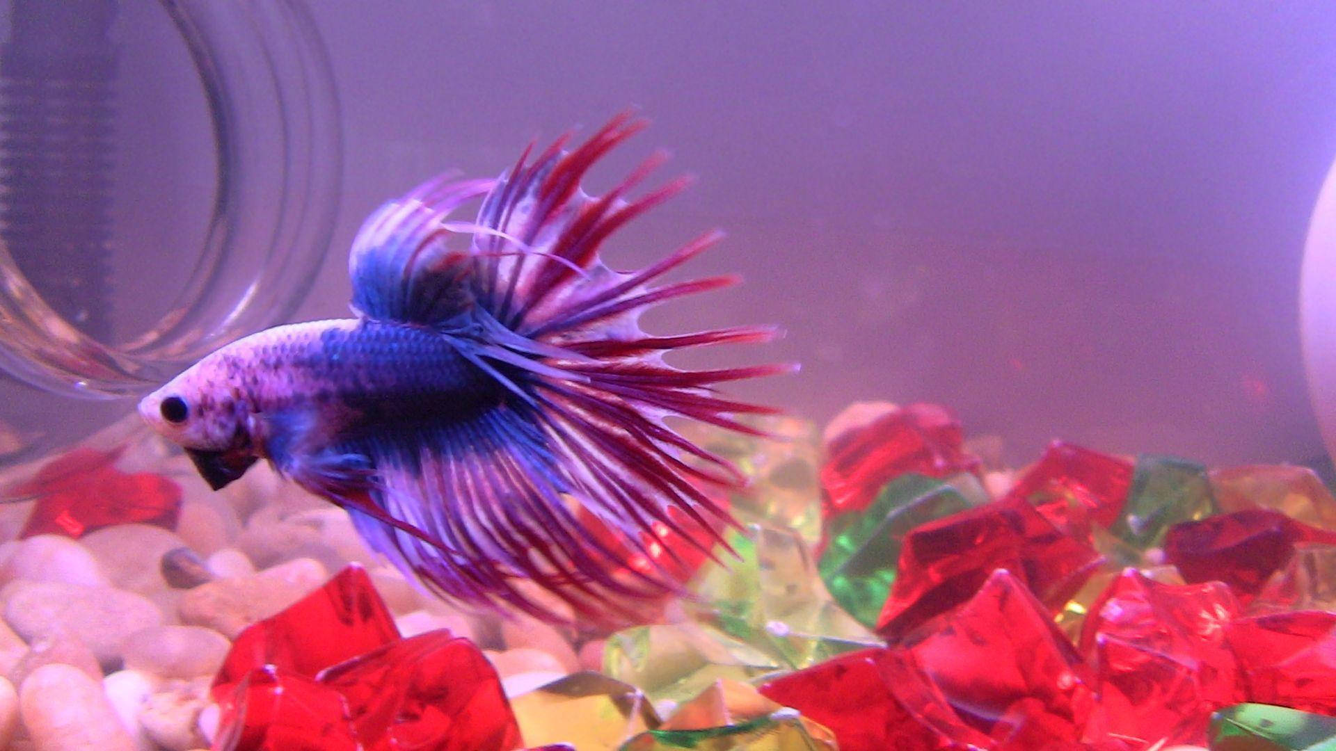 purple betta fish, vibrant blue and red betta fish, colorful gemstone-like gravel, Full HD Desktop Wallpaper