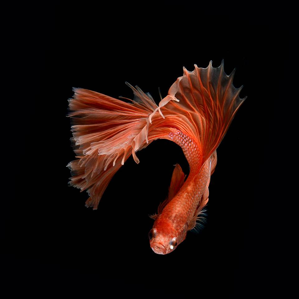 orange betta fish, flowing fins, stark black background, SD Desktop Wallpaper