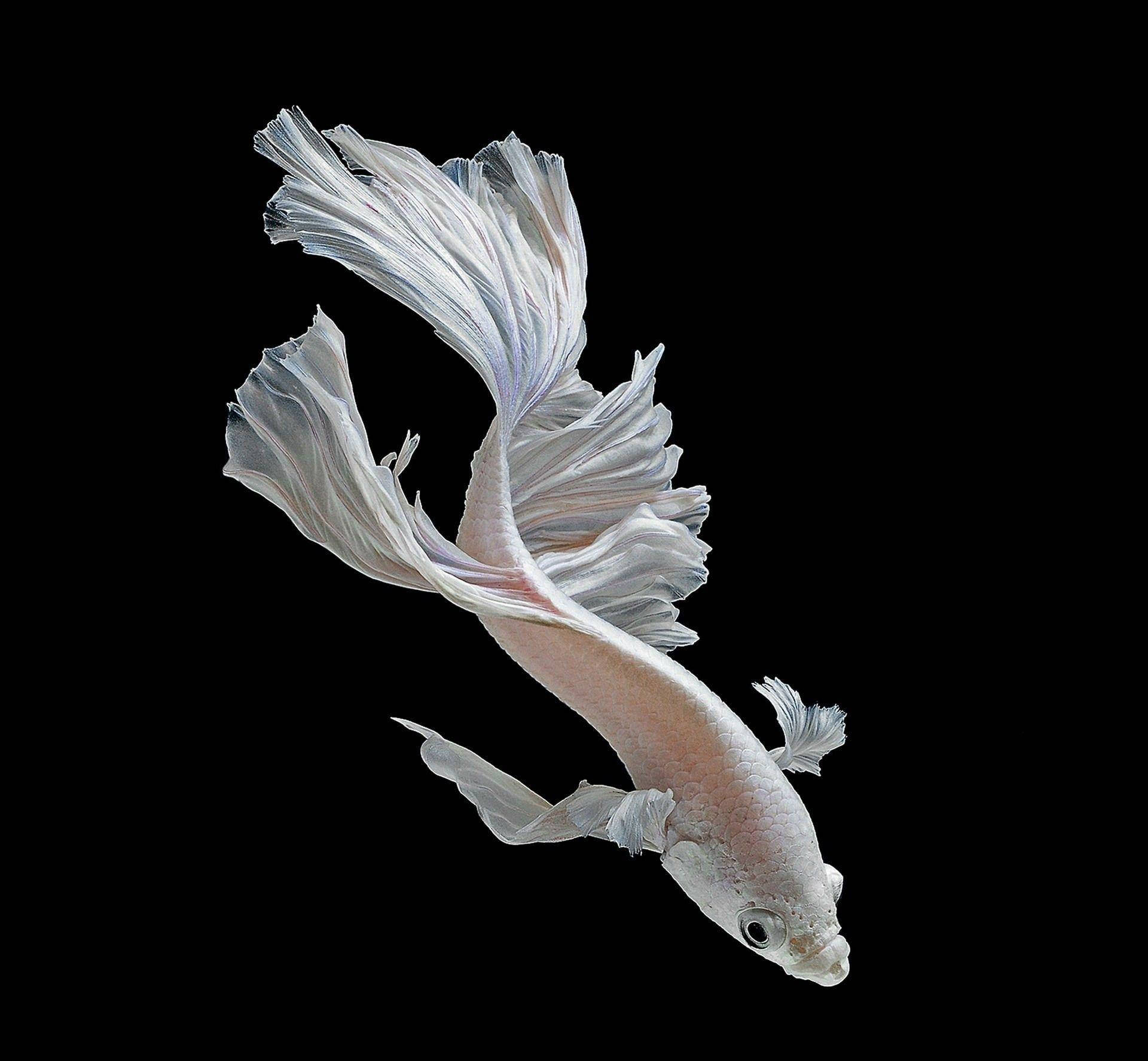 white betta fish, flowing fins, crystal clear water, Full HD Desktop Wallpaper