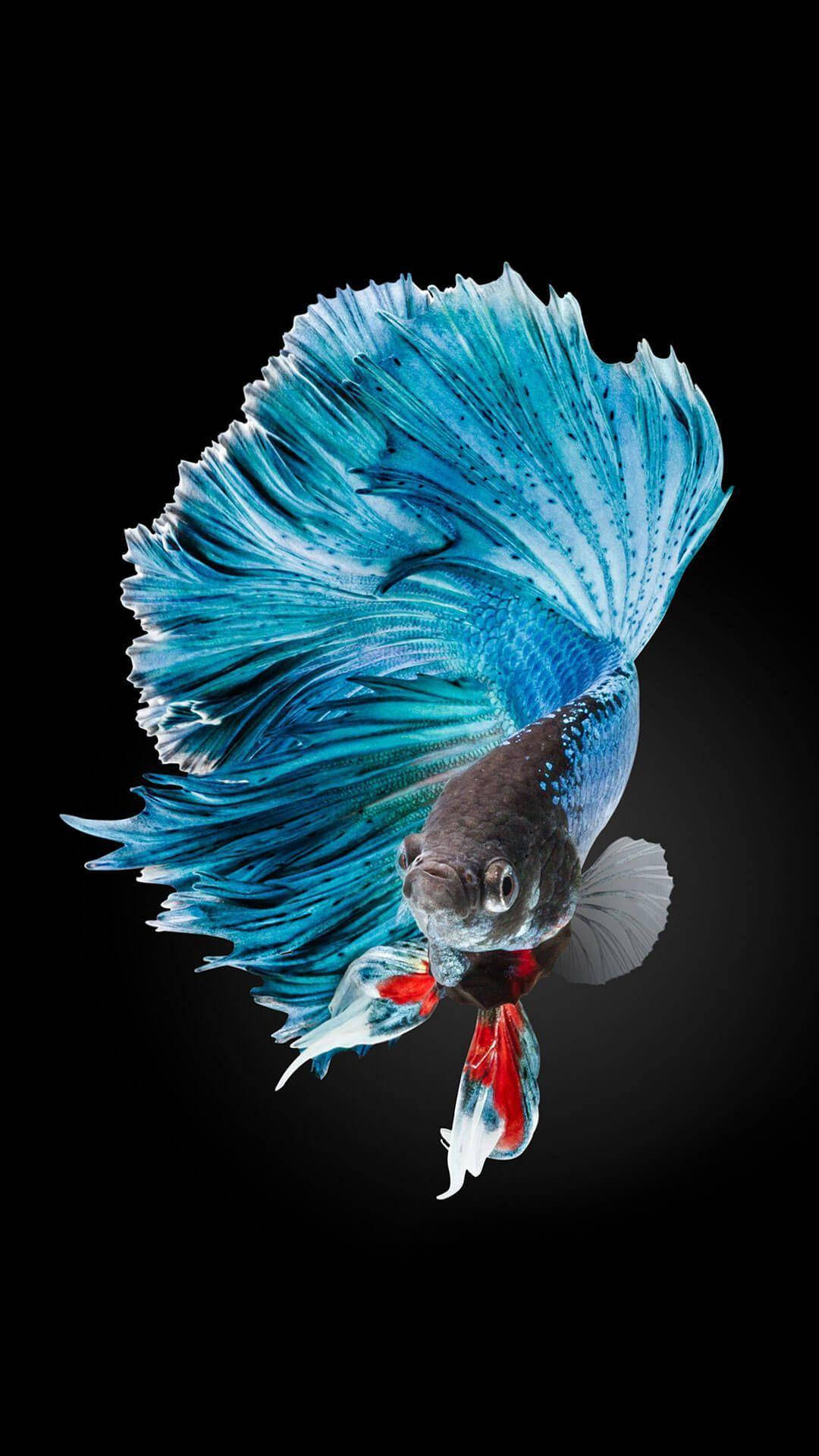 blue betta fish, flowing fins, red tail, Full HD Phone Wallpaper