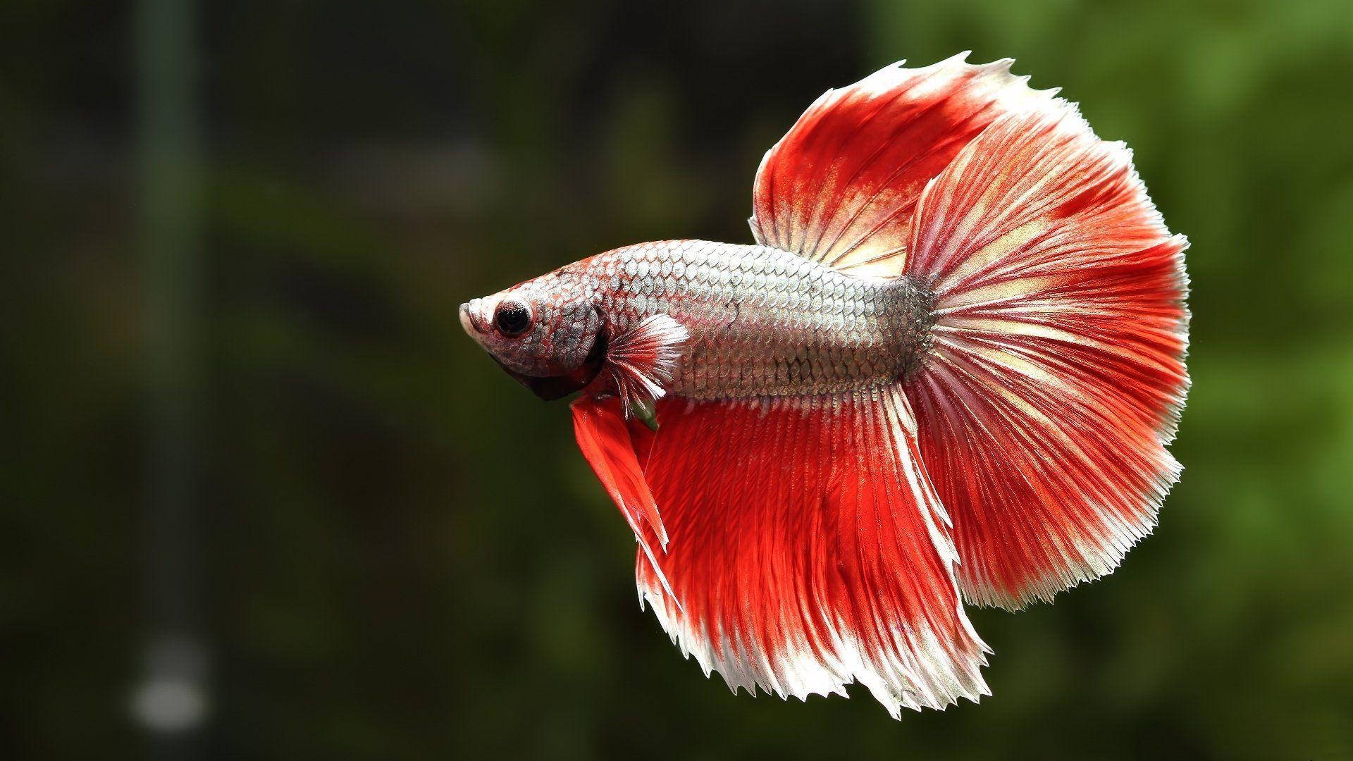 vibrant red and white betta fish, flowing fins, soft green blurred background, Full HD Desktop Wallpaper