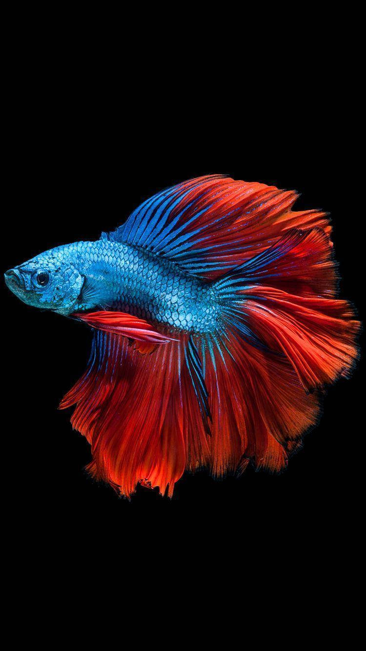blue and red betta fish, flowing fins, pure black background, HD Phone Wallpaper