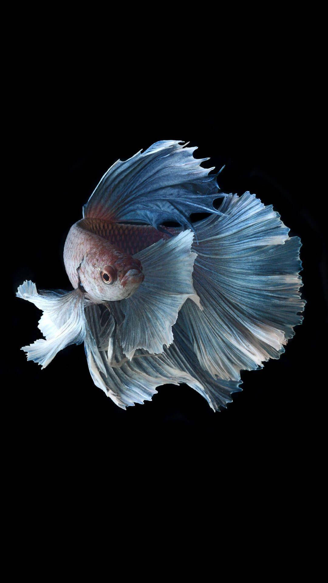 white betta fish, blue and white fins, stark black background, Full HD Phone Wallpaper