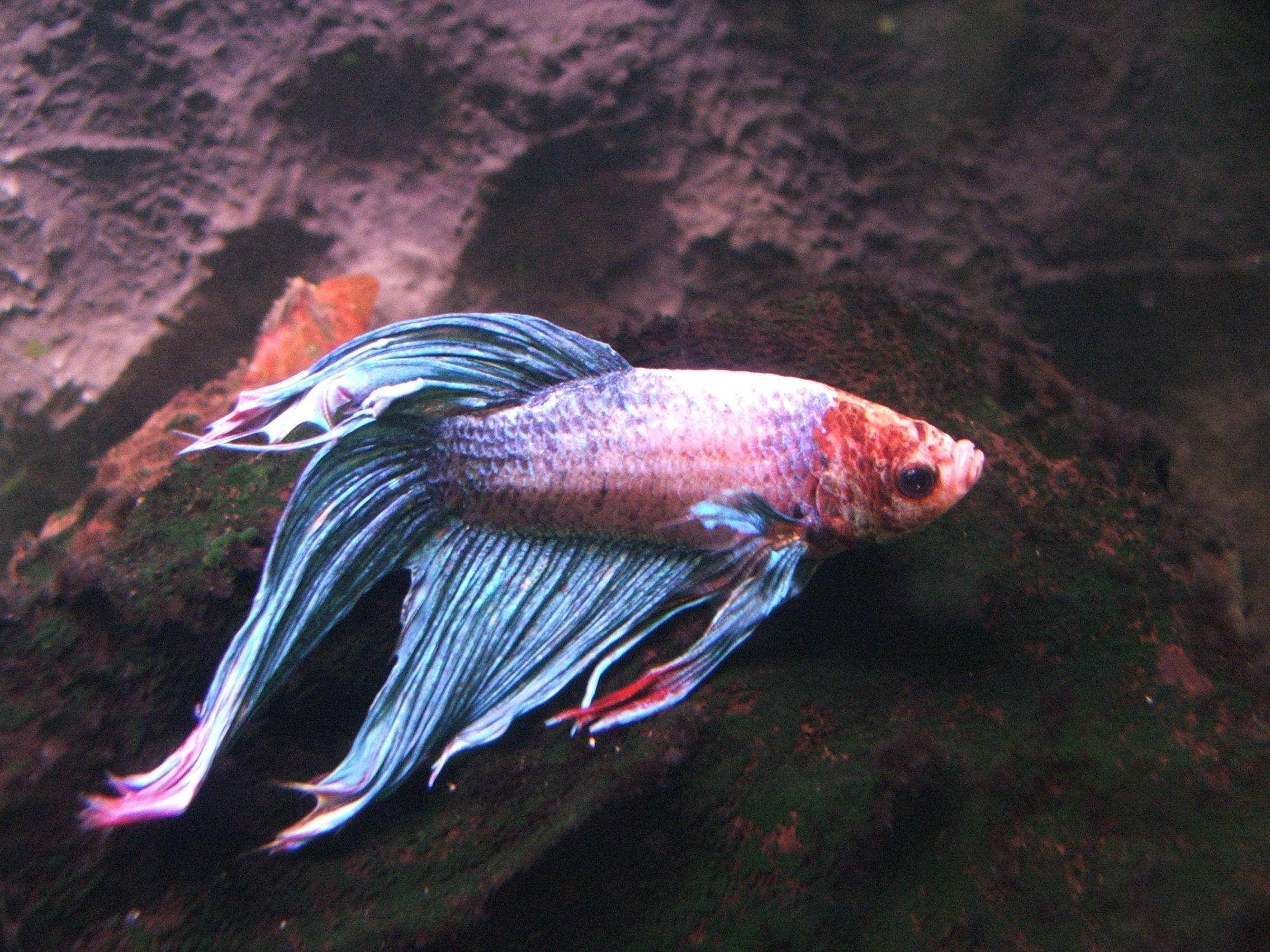 betta fish, blue and pink fins, mossy rocks, Full HD Desktop Wallpaper