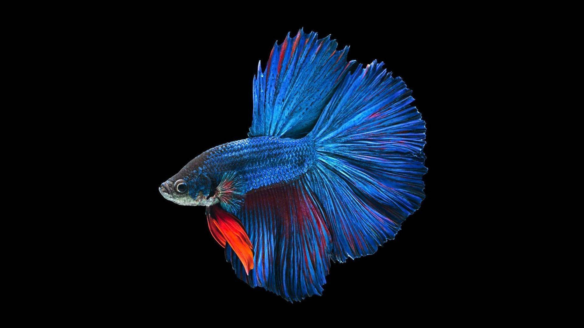 blue betta fish, vibrant blue, red betta fish, Full HD Desktop Wallpaper