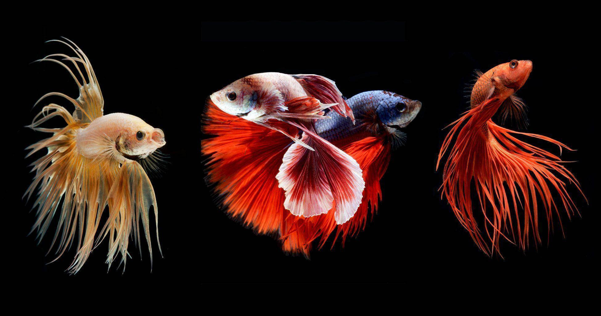 multiple betta fish, three vibrant betta fish, flowing fins, Full HD Desktop Wallpaper