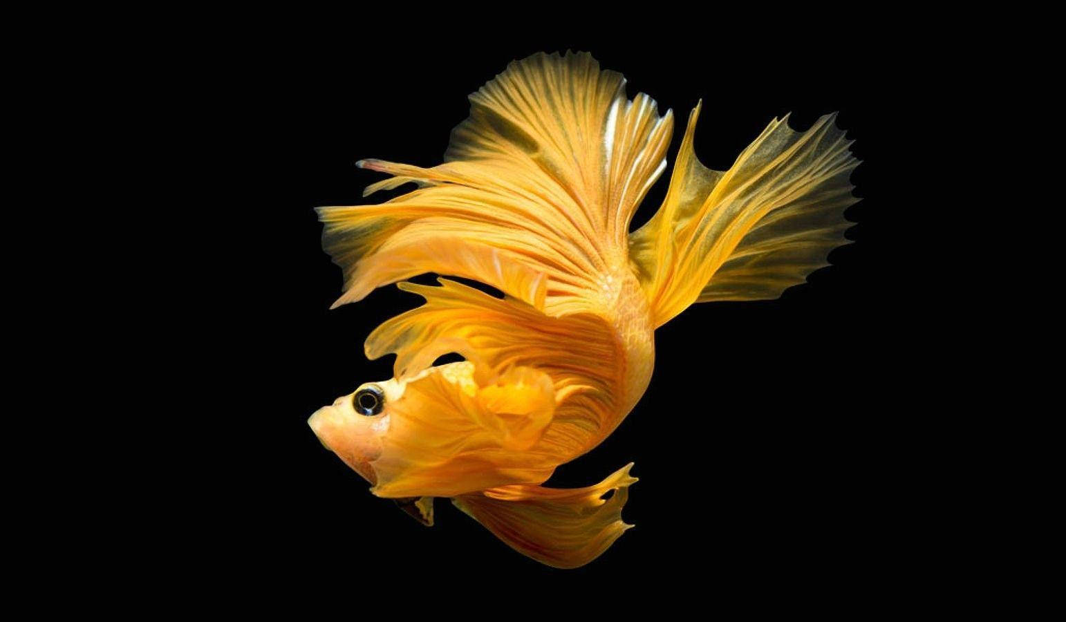 yellow betta fish, golden betta fish, flowing fins, HD Desktop Wallpaper