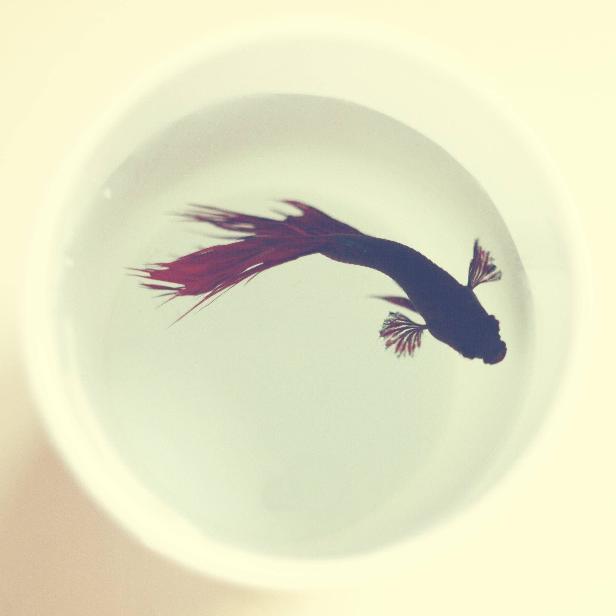 betta fish, vibrant red, shallow white bowl, Full HD Desktop Wallpaper