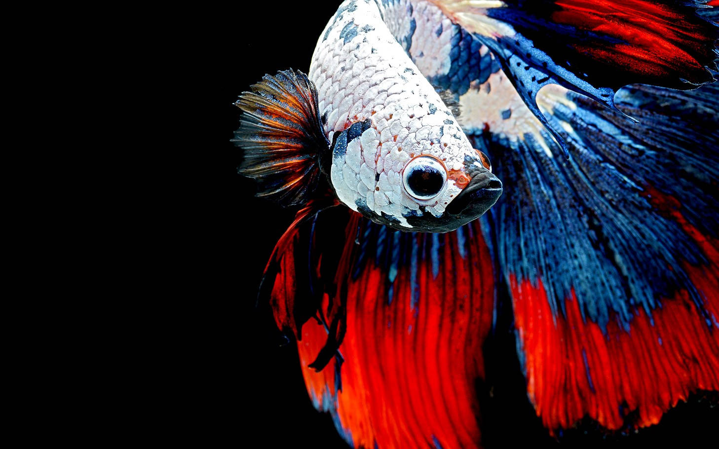 HD Fish, multicolored betta, fiery red, HD Desktop Wallpaper