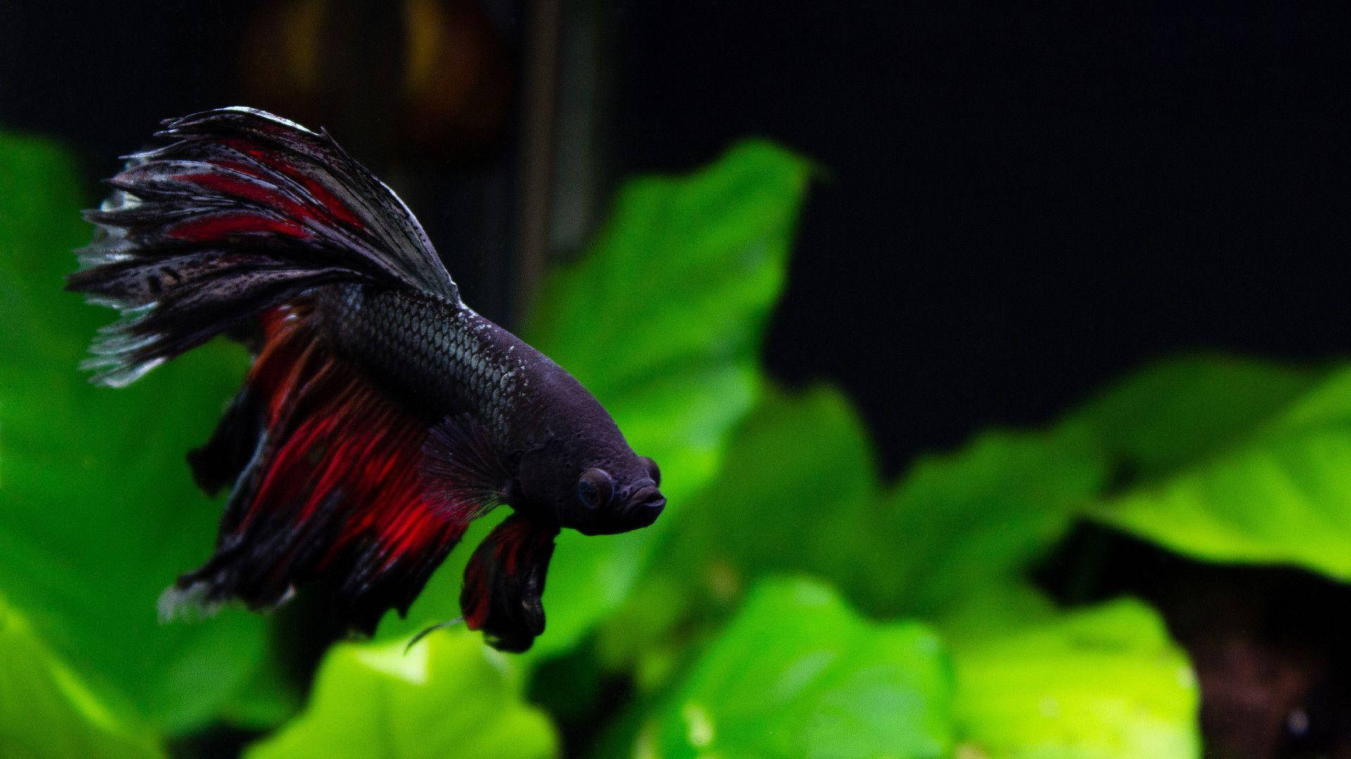 Dark Betta Fish, black and red betta fish, vibrant green aquatic plants, Full HD Desktop Wallpaper