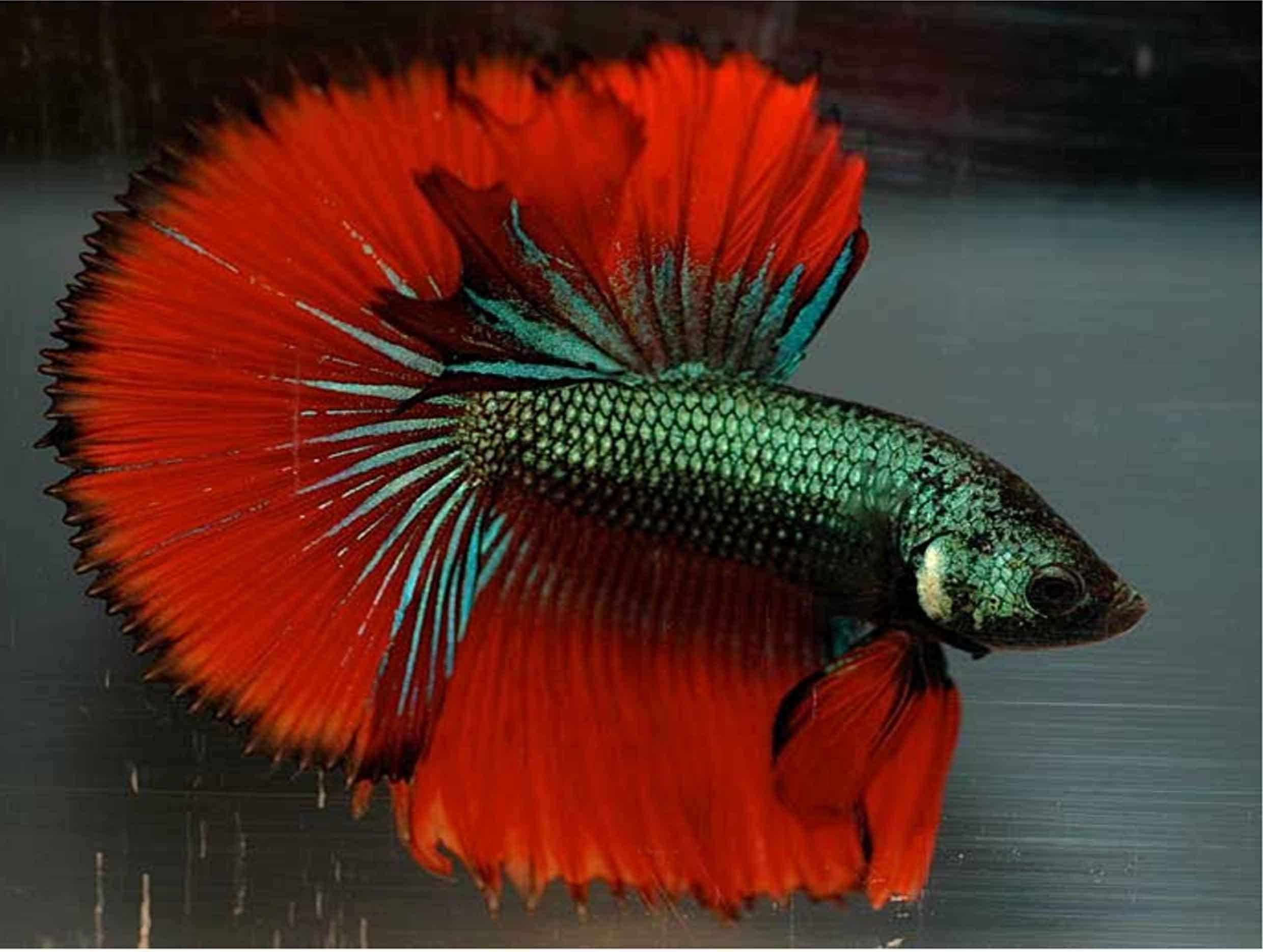 green betta fish, fiery red fins, iridescent green scales, Full HD Desktop Wallpaper