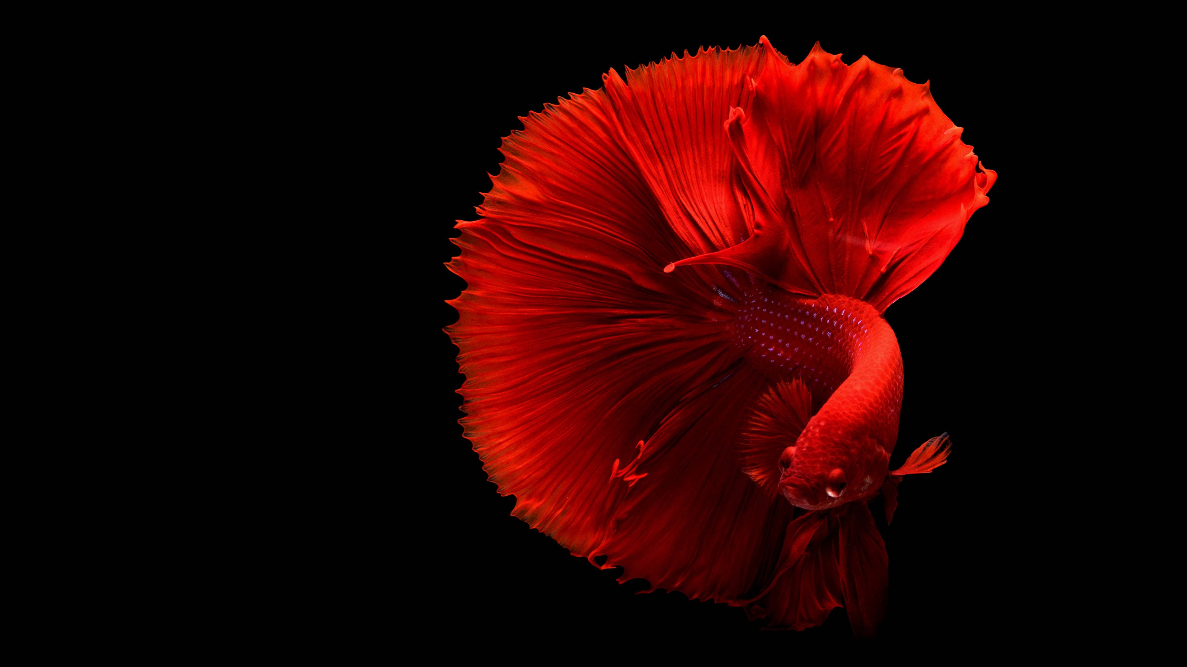 HD Fish, Red Betta, black background, 4K Desktop Wallpaper