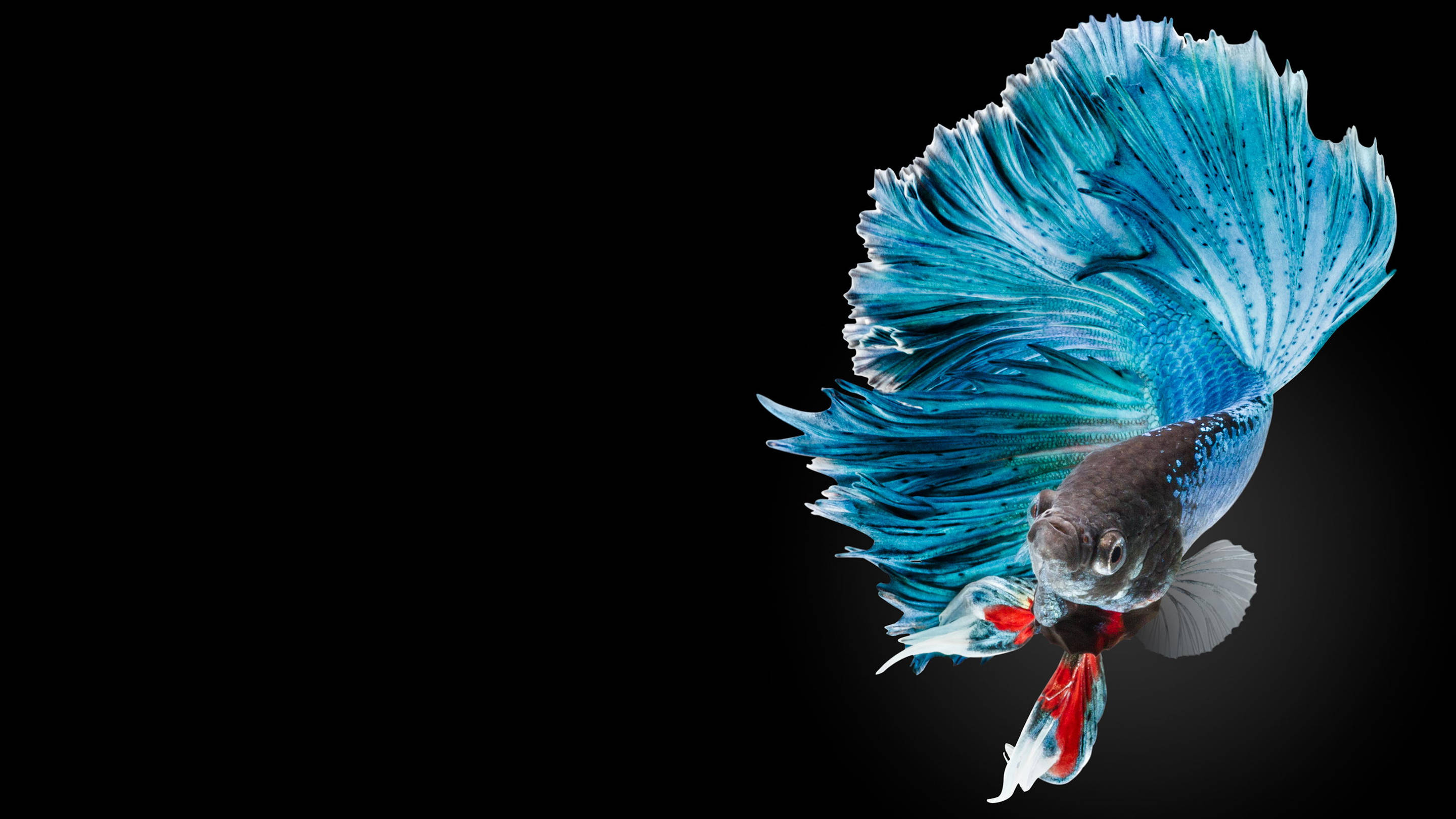 HD Fish, colorful Siamese Fighting Betta, vibrant blue, 2K Desktop Wallpaper