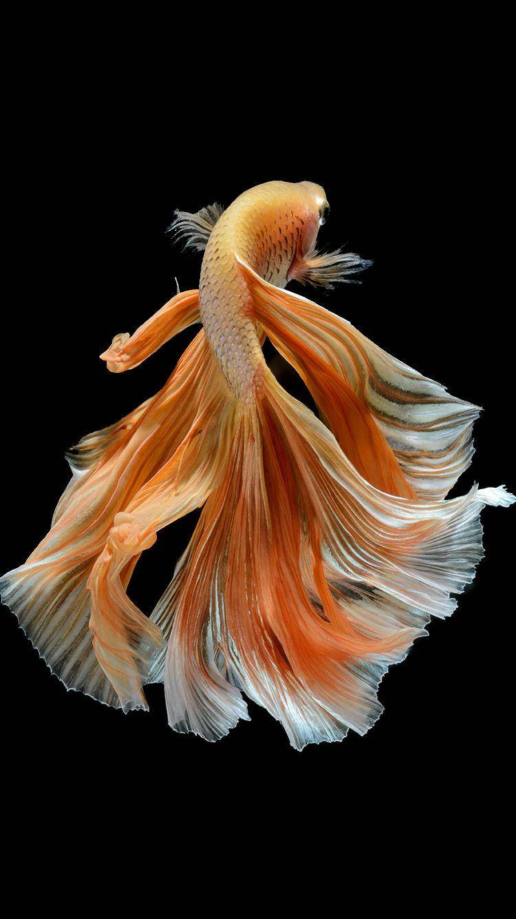 orange betta fish, flowing fins, stark black background, HD Phone Wallpaper