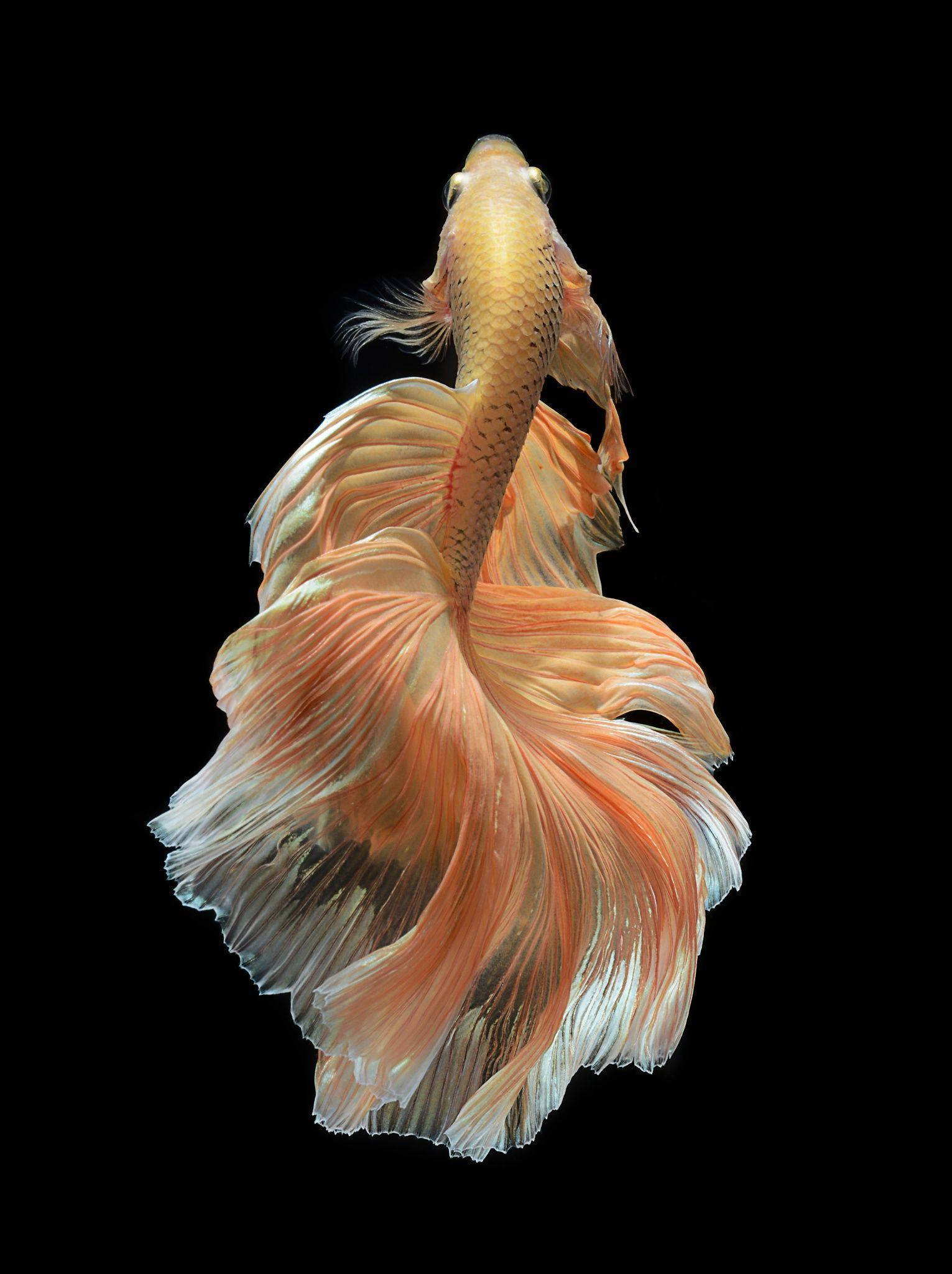 bright orange betta fish, vibrant orange betta fish, flowing fins, Full HD Phone Wallpaper