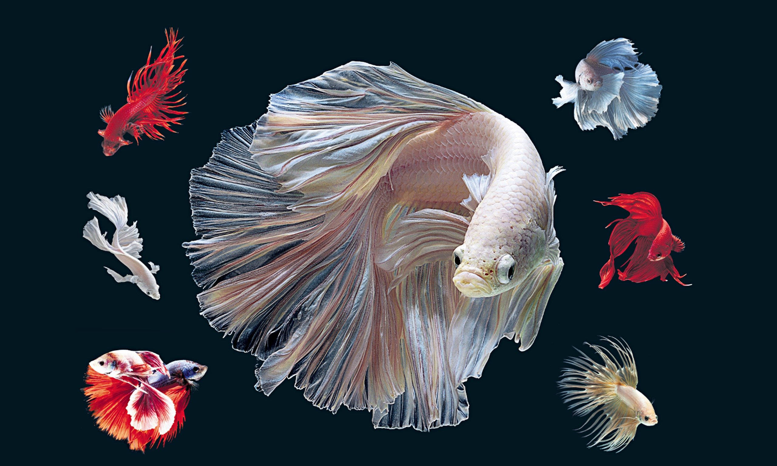HD Fishes, white and red betta, flowing fins, 2K Desktop Wallpaper