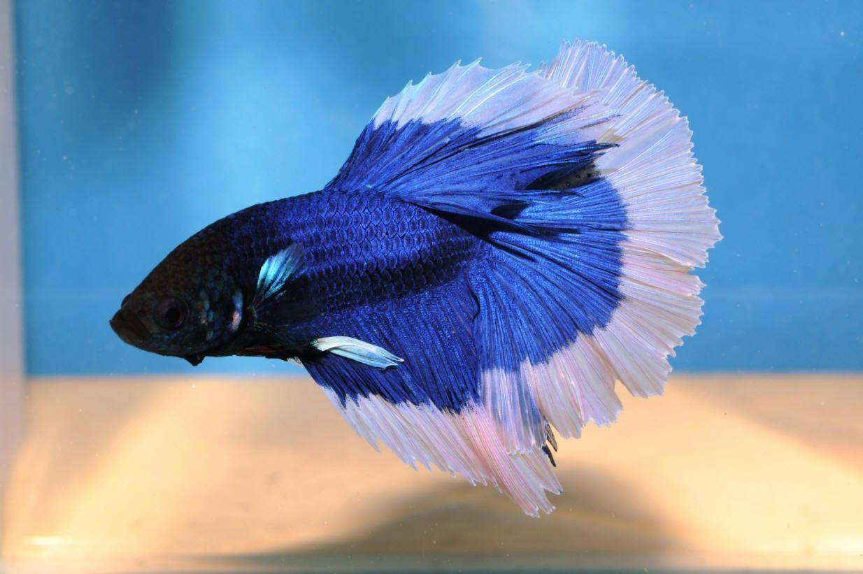 Dark Betta Fish, vibrant blue and white betta fish, clear aquarium, SD Desktop Wallpaper