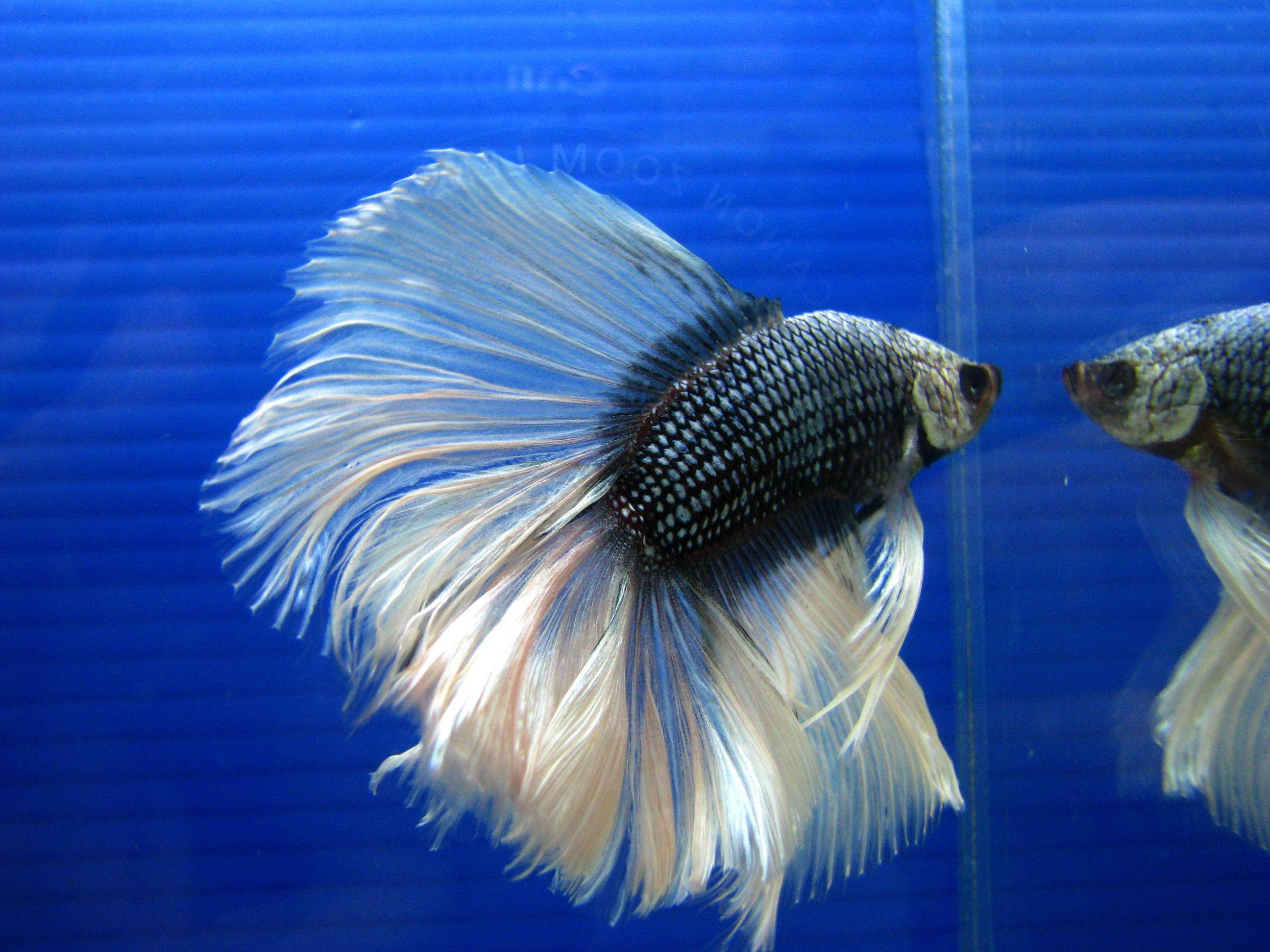 dark white betta fish, silver and white fins, vivid blue aquarium tank, 2K Desktop Wallpaper
