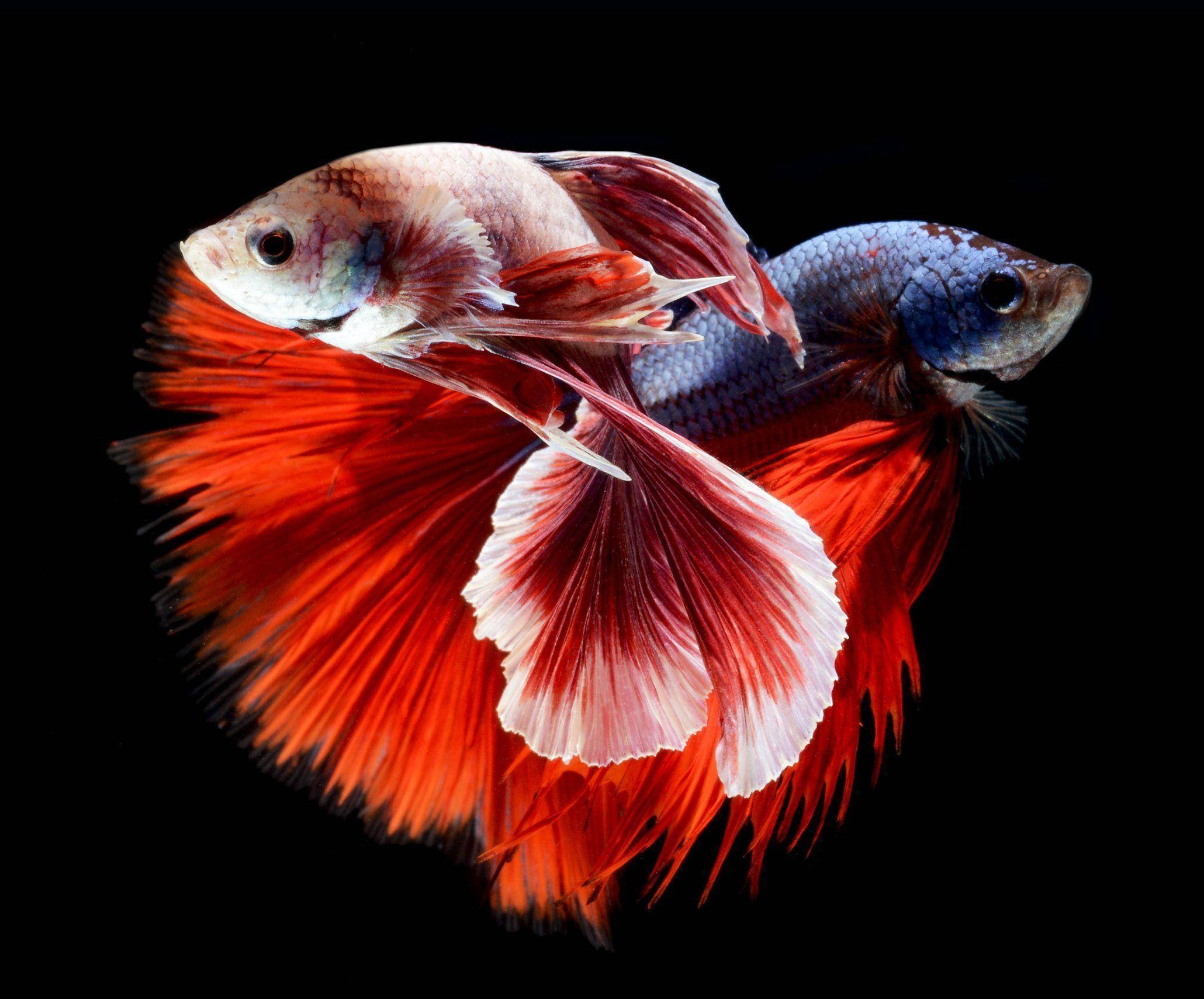 two betta fish, vibrant betta fish, red and blue fins, Full HD Desktop Wallpaper
