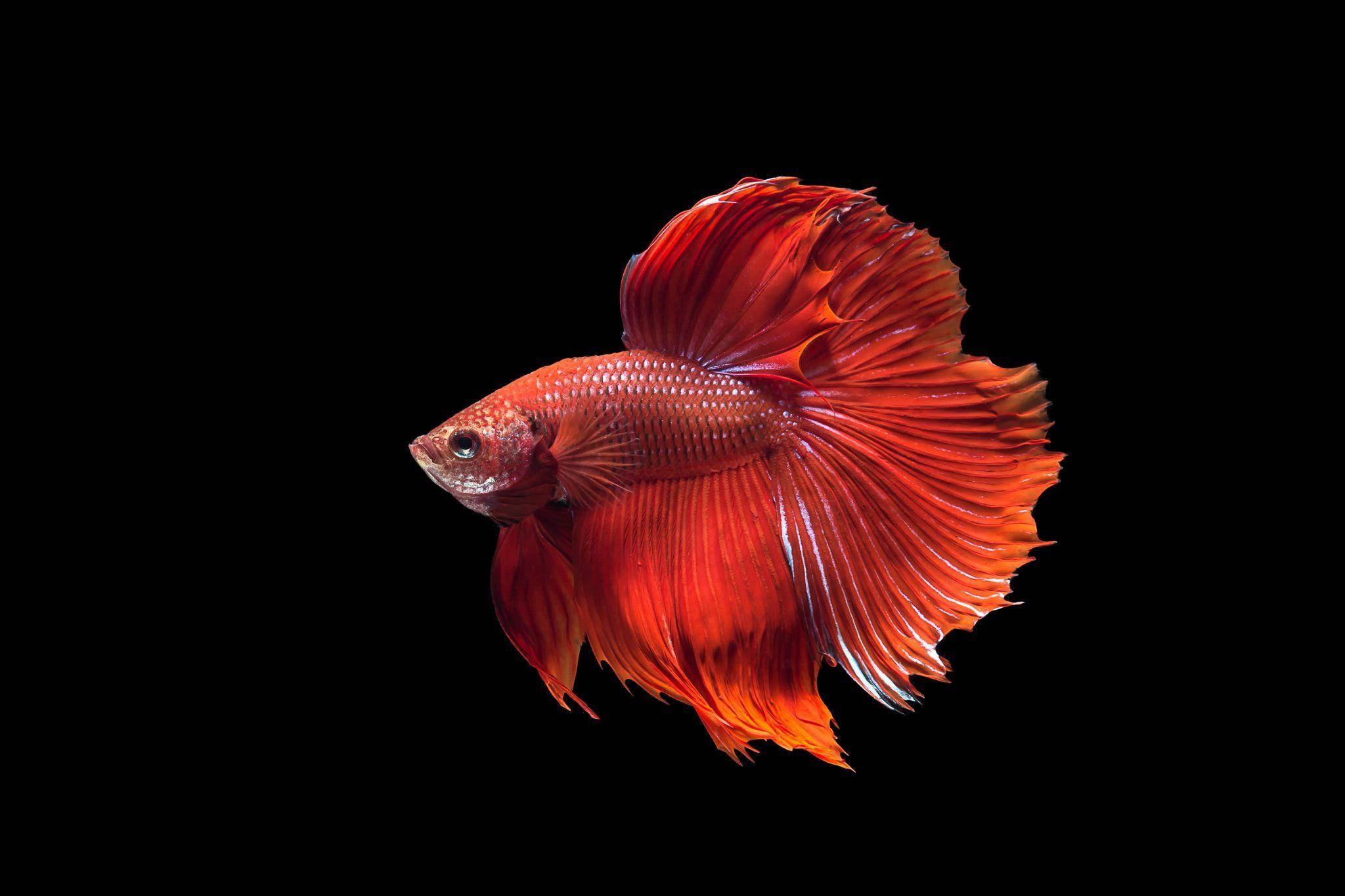 red betta fish, flowing fins, stark black background, Full HD Desktop Wallpaper