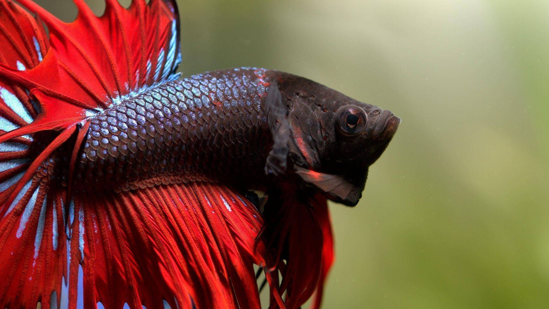 Dark Betta Fish, vibrant red, blue betta fish, Full HD Desktop Wallpaper