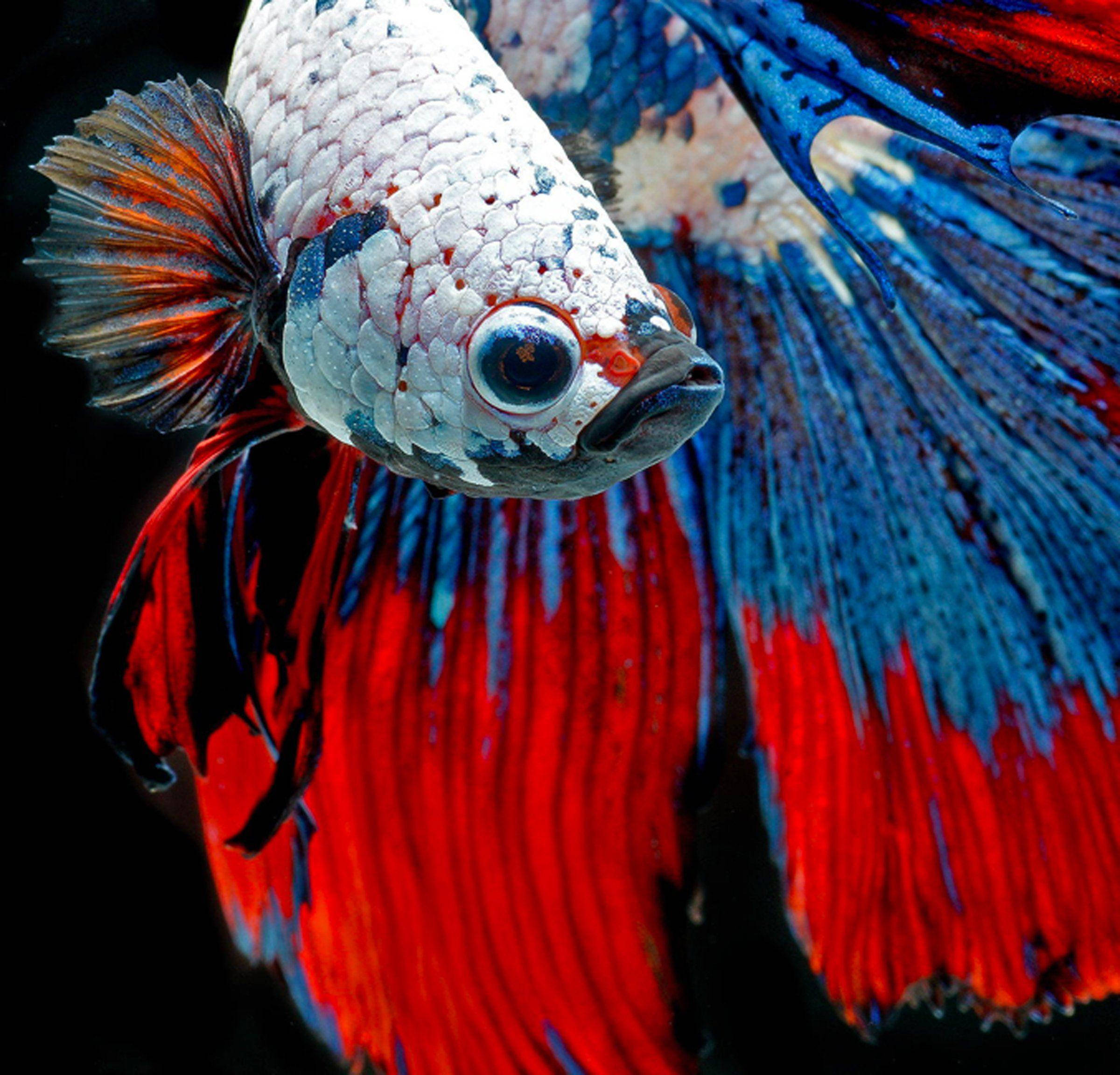 betta fish, vibrant red, blue fins, Full HD Desktop Wallpaper