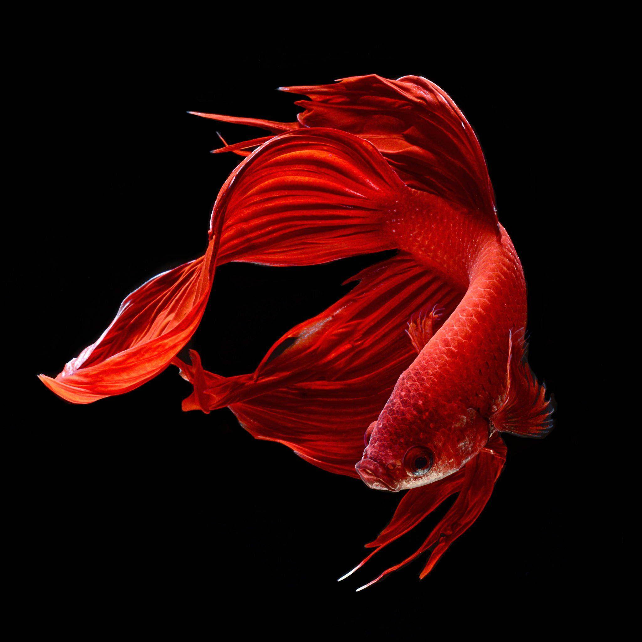 red betta fish, flowing fins, stark black background, Full HD Desktop Wallpaper