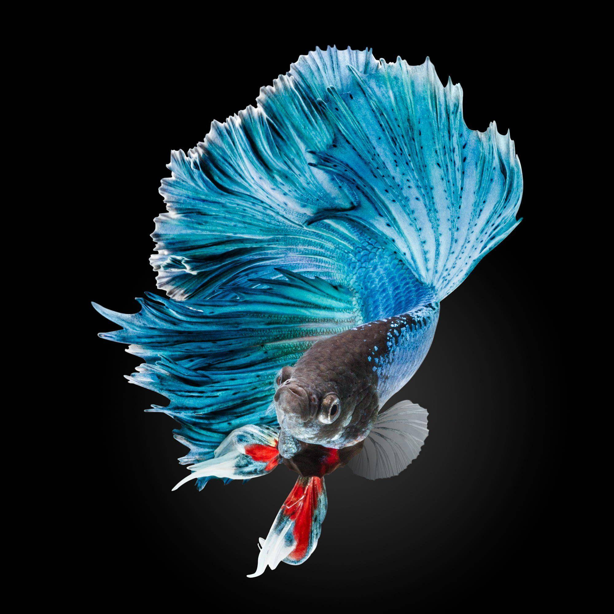 blue betta fish, flowing fins, red accents, Full HD Desktop Wallpaper