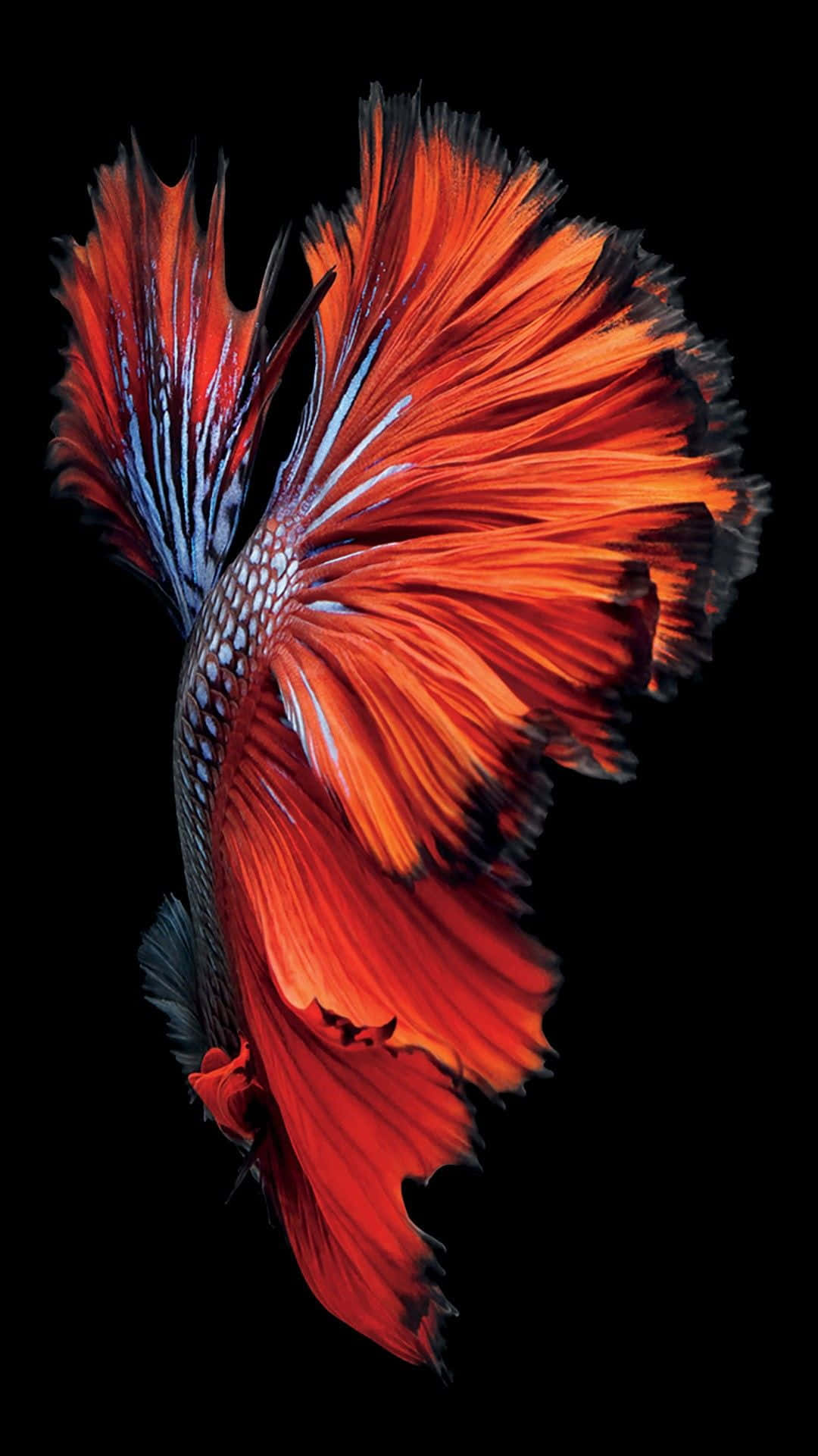 vibrant red betta fish, flowing fins, stark black background, Full HD Phone Wallpaper