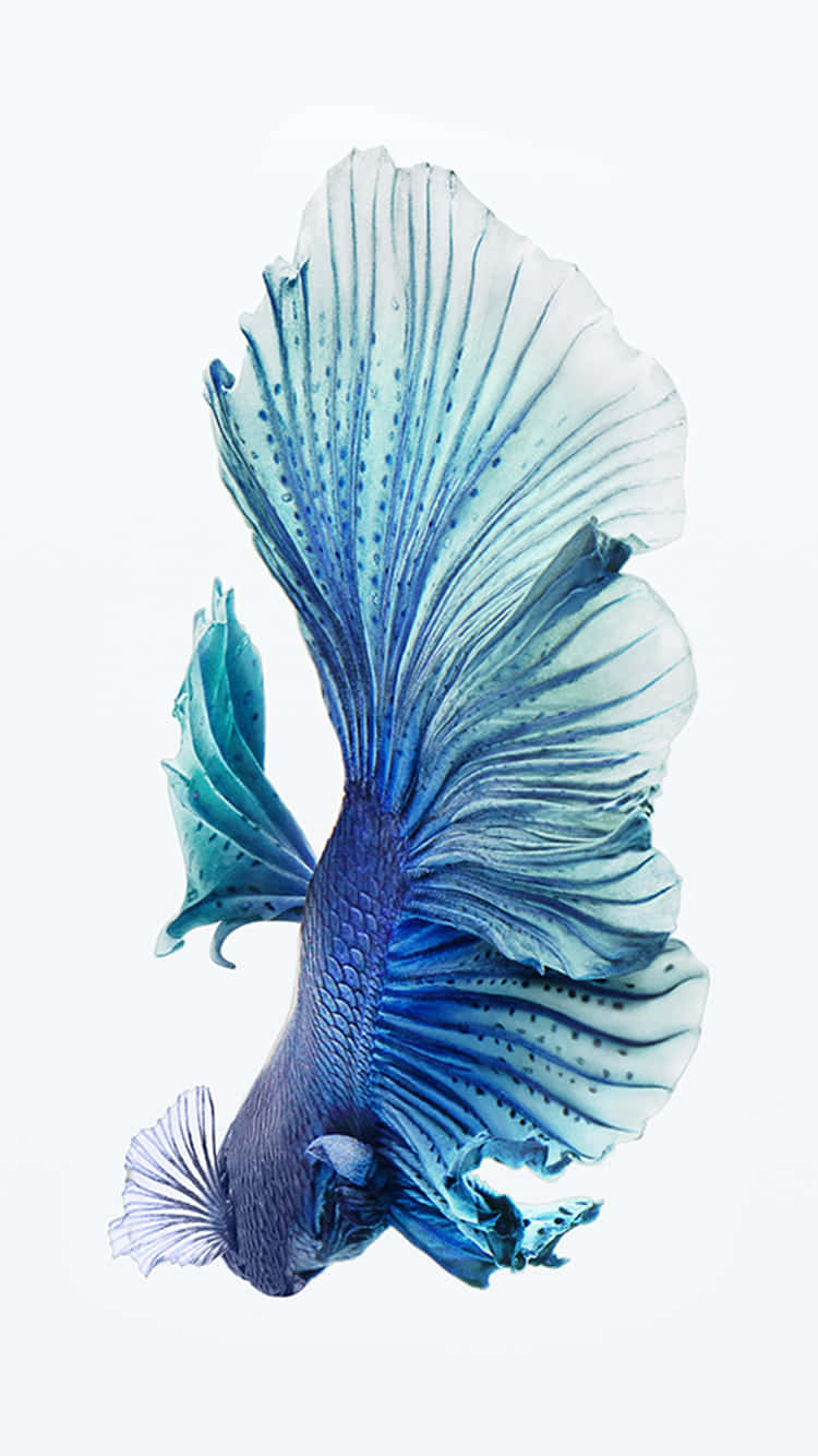 elegant blue betta fish, flowing translucent fins, pure white background, HD Phone Wallpaper