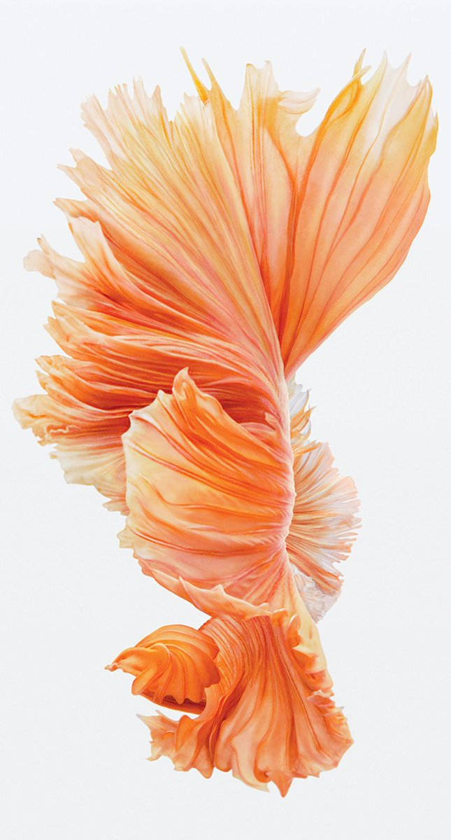 orange betta fish, translucent fins, white background, SD Phone Wallpaper