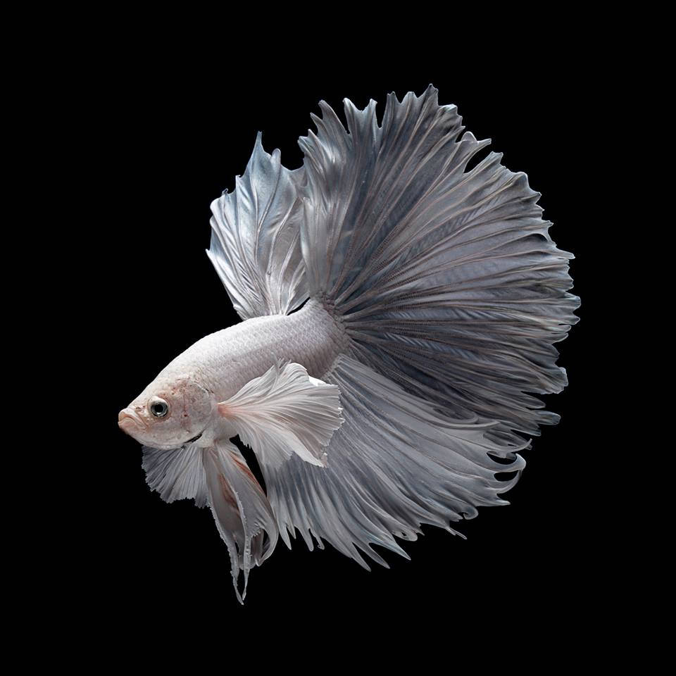 white betta fish, silver betta fish, flowing fins, SD Desktop Wallpaper
