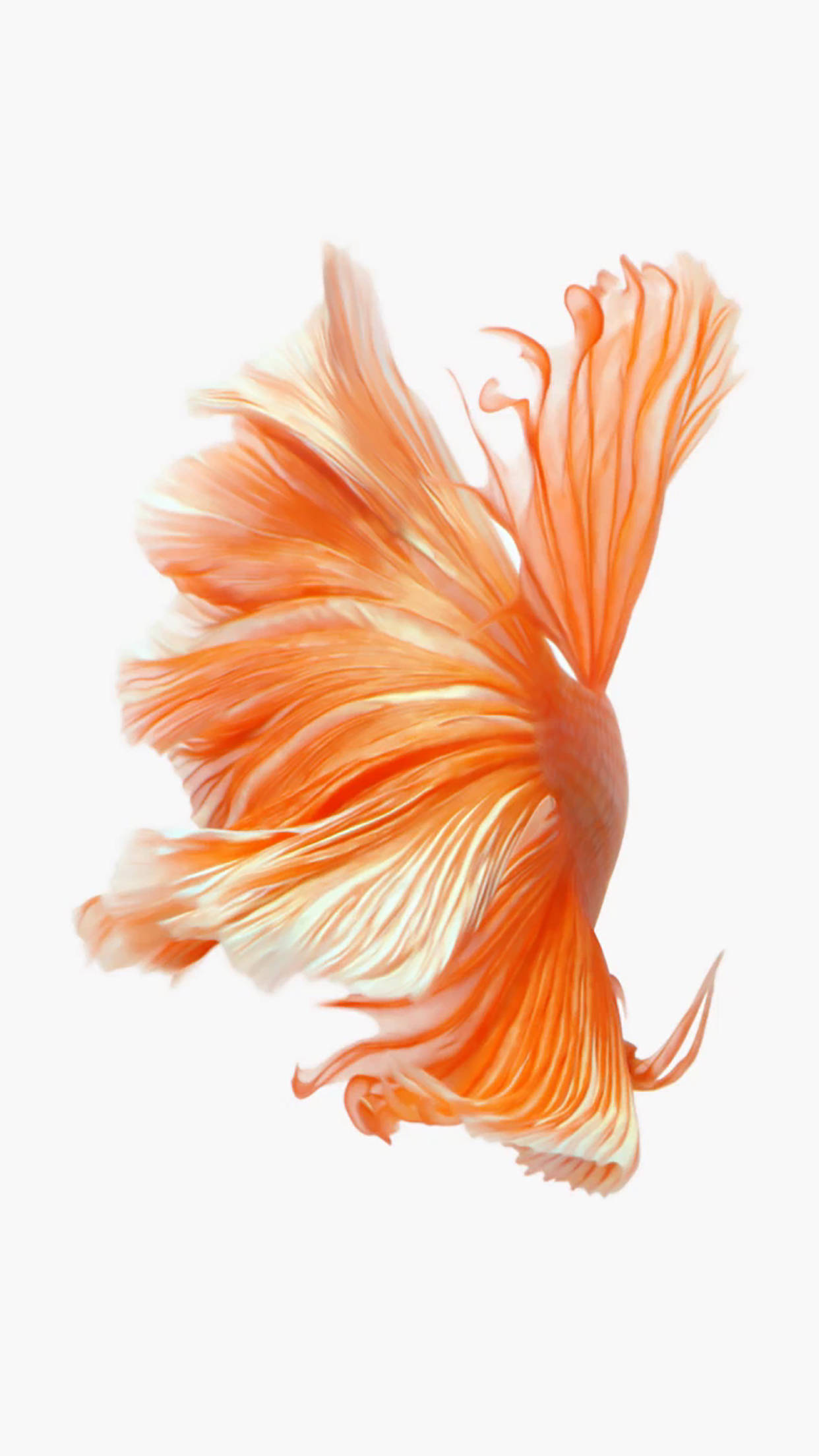 orange betta fish, flowing fins, soft white background, Full HD Phone Wallpaper