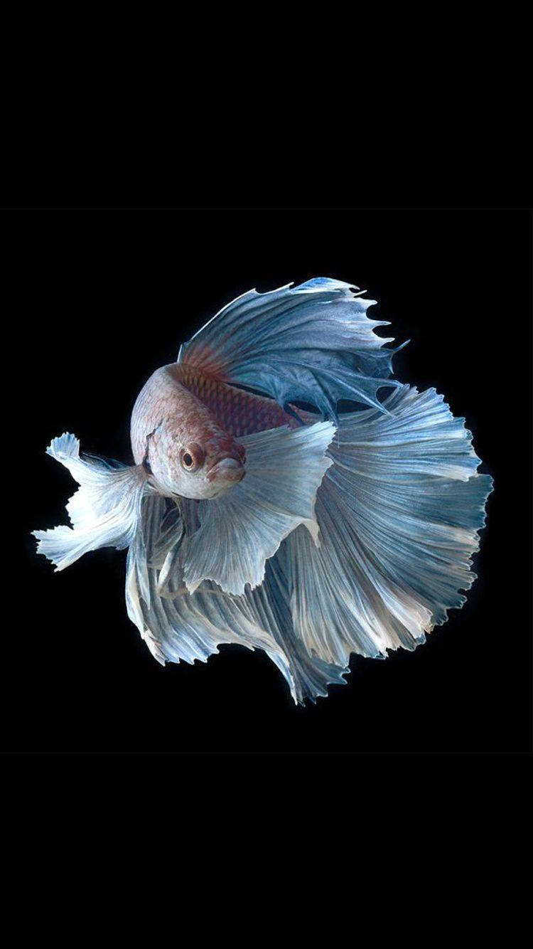 white betta fish, blue and white fins, stark black background, HD Phone Wallpaper